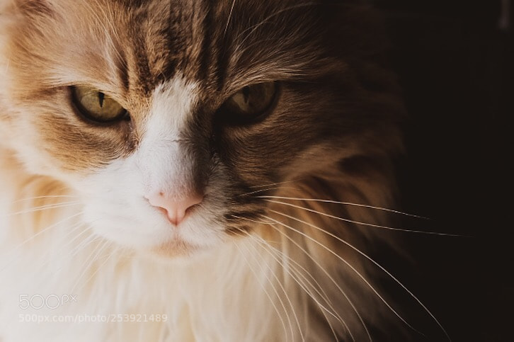Fujifilm X-T1 sample photo. The stare photography