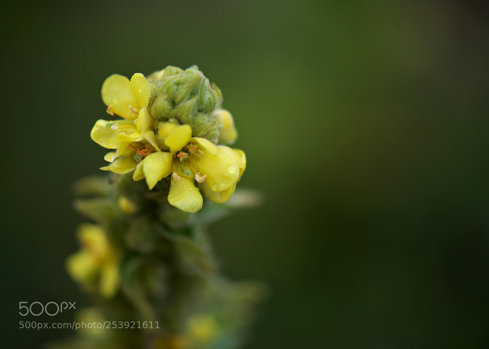 Nikon D610 sample photo. Yellow wild flower photography