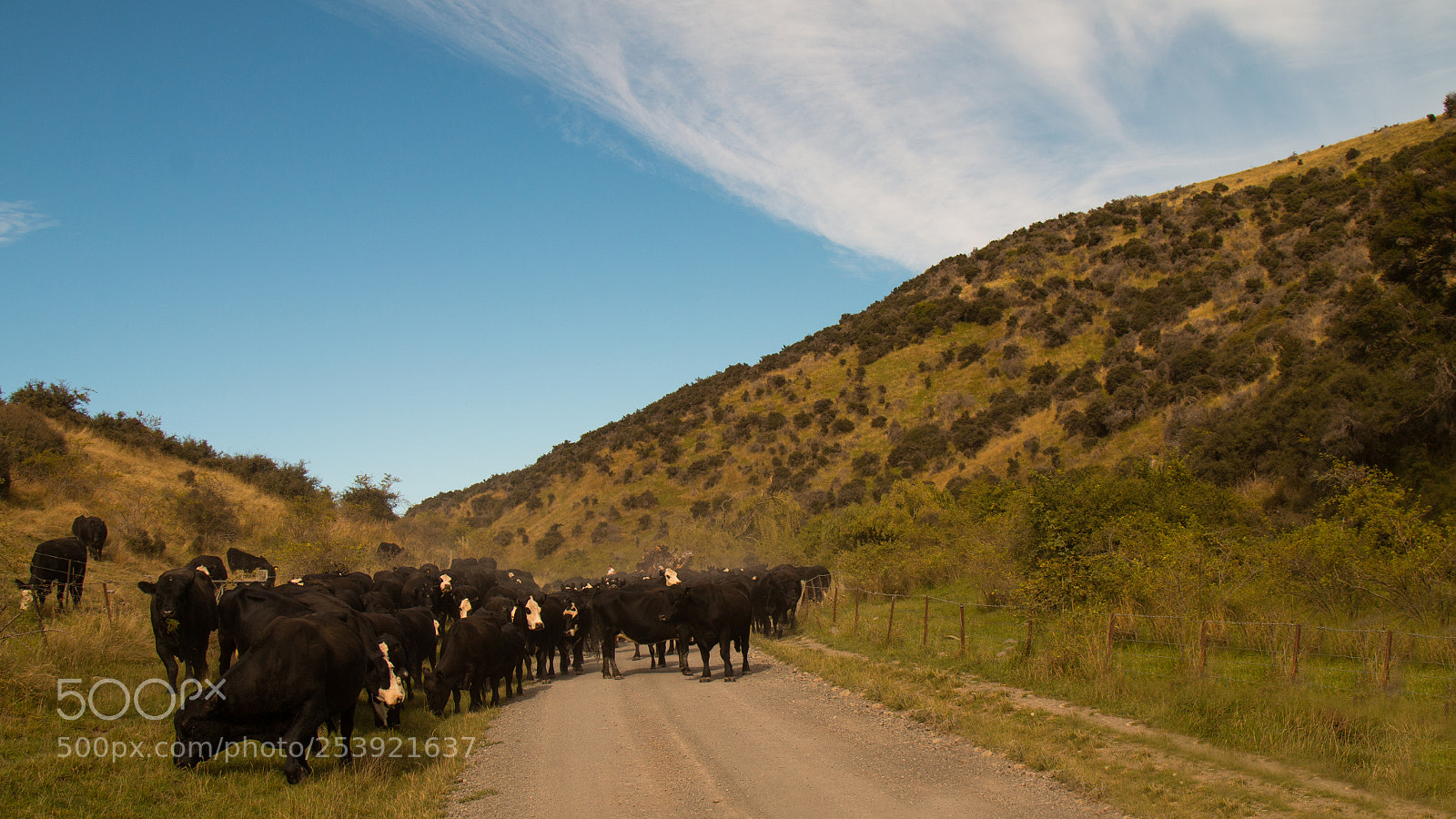 Canon EOS 70D sample photo. Cow heard photography