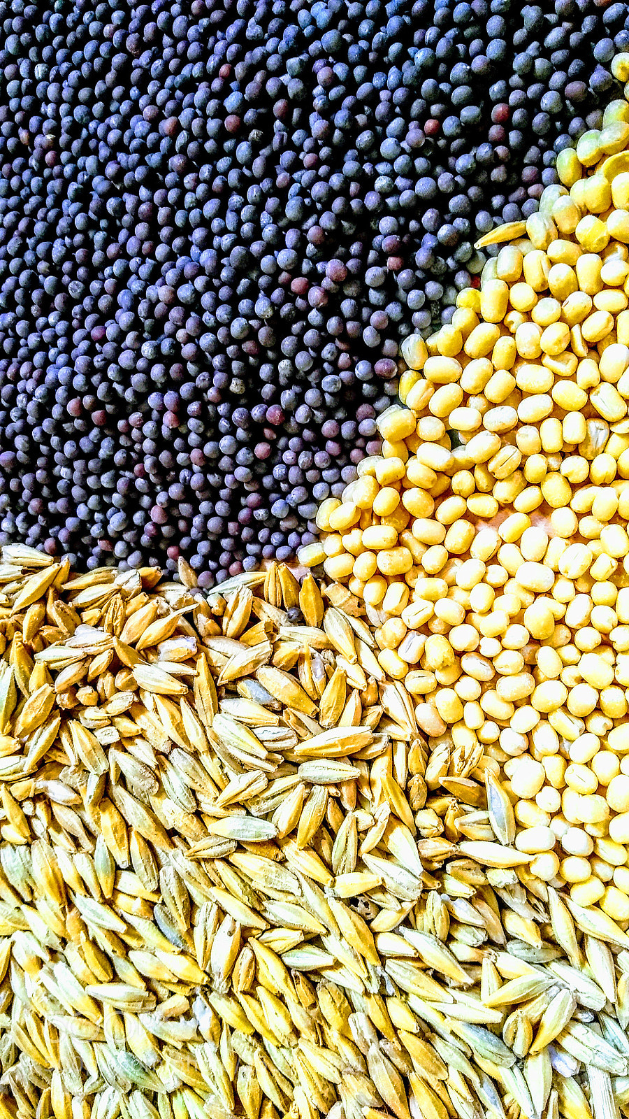 Motorola Moto G (5S) Plus sample photo. ?? brown mustard ?? photography