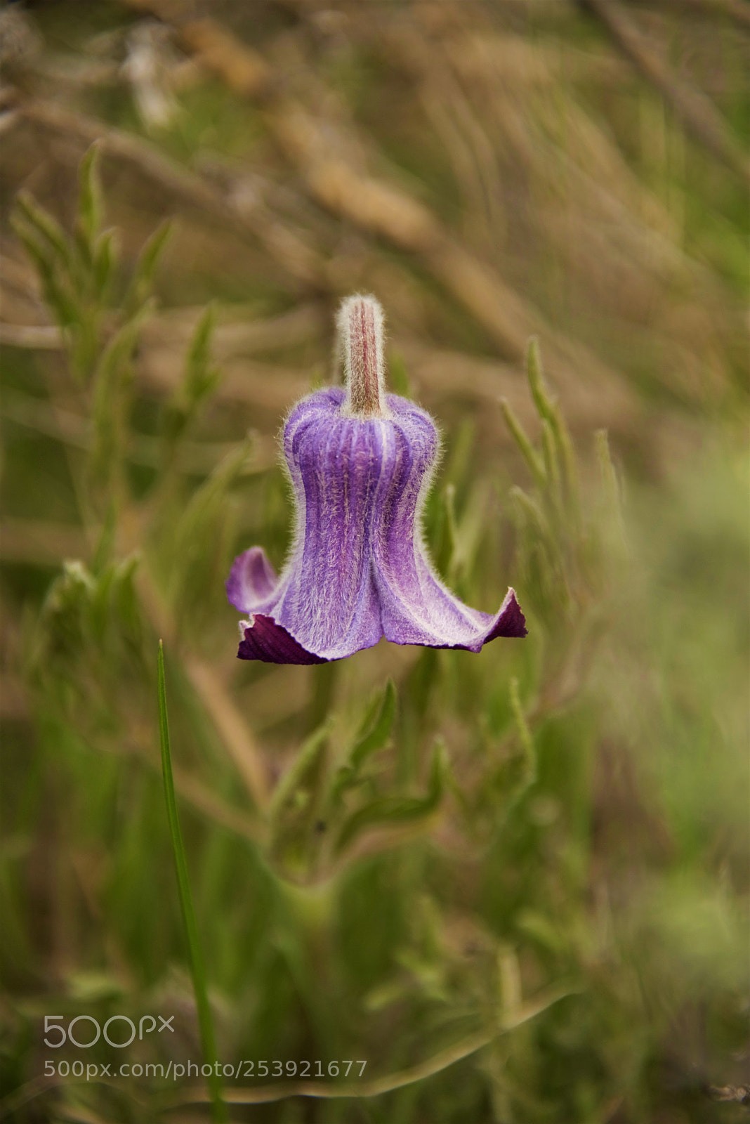 Nikon D750 sample photo. Purple wildflower photography