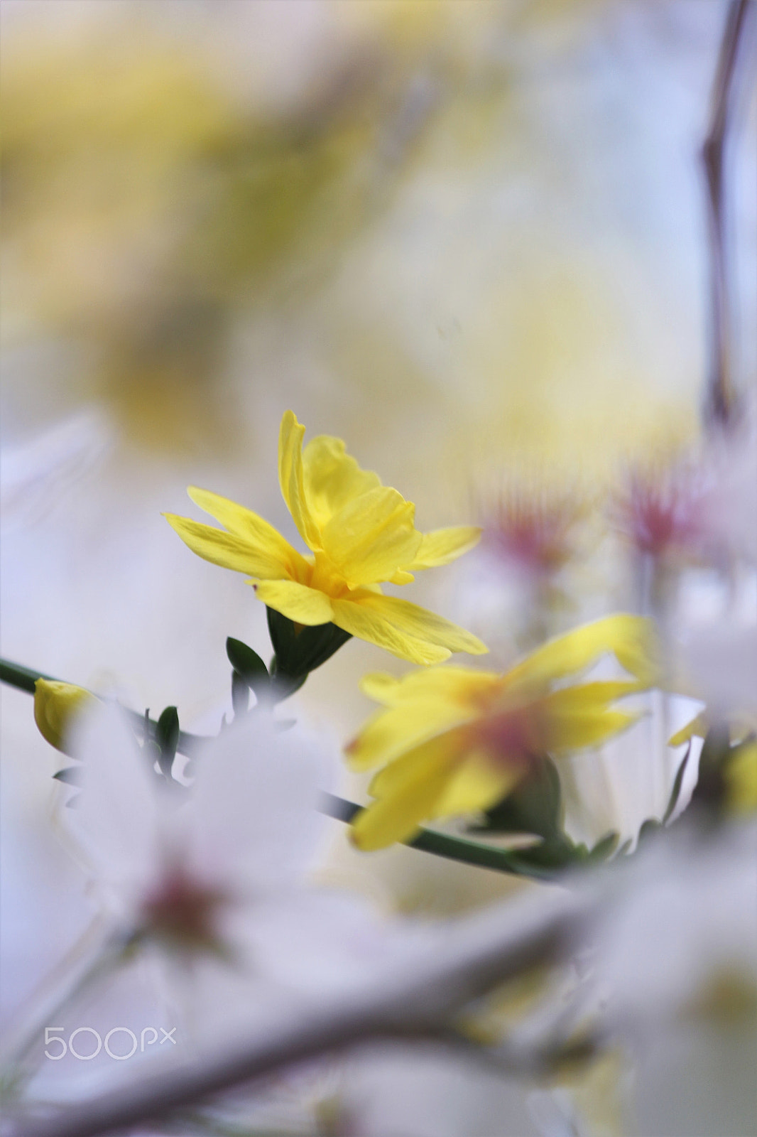 Canon EF-S 55-250mm F4-5.6 IS II sample photo. Primerose jasmine photography
