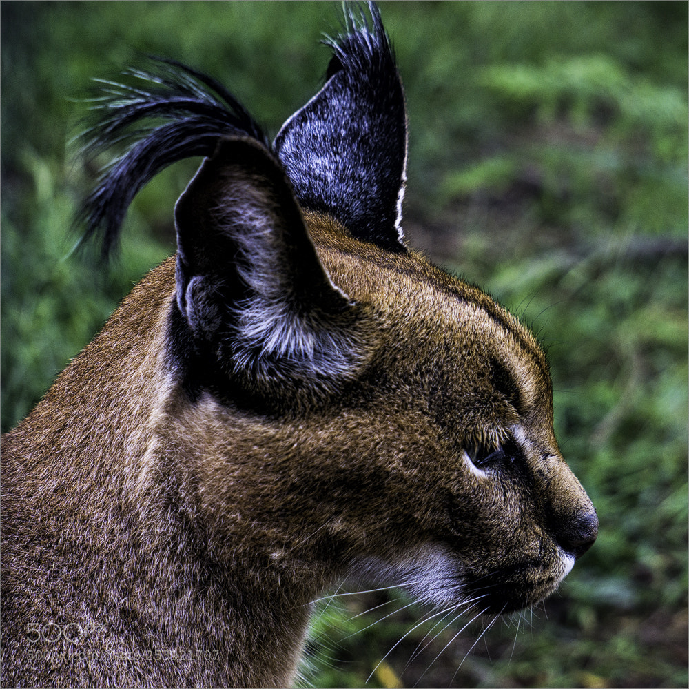 Sony a6000 sample photo. Karakal, der wüstenluchs photography