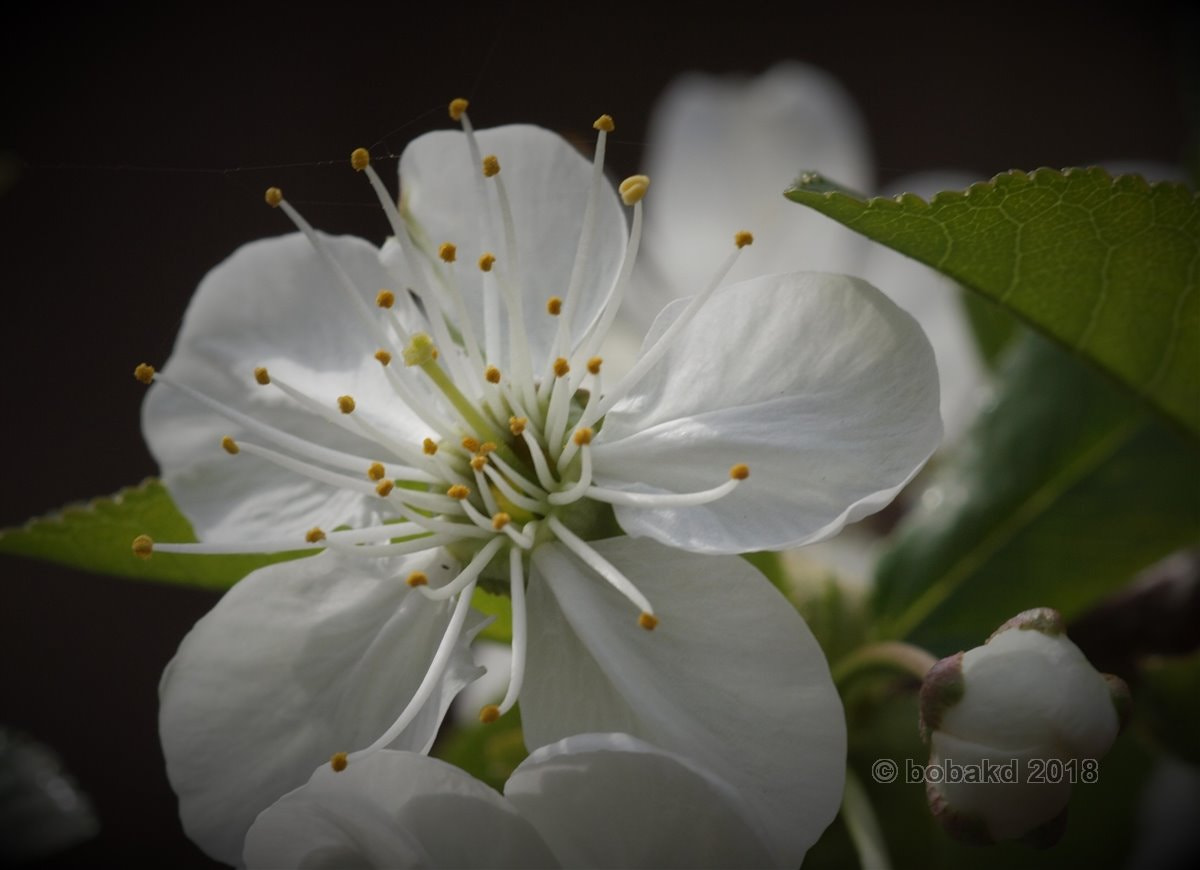 Olympus E-620 (EVOLT E-620) sample photo. White flower photography