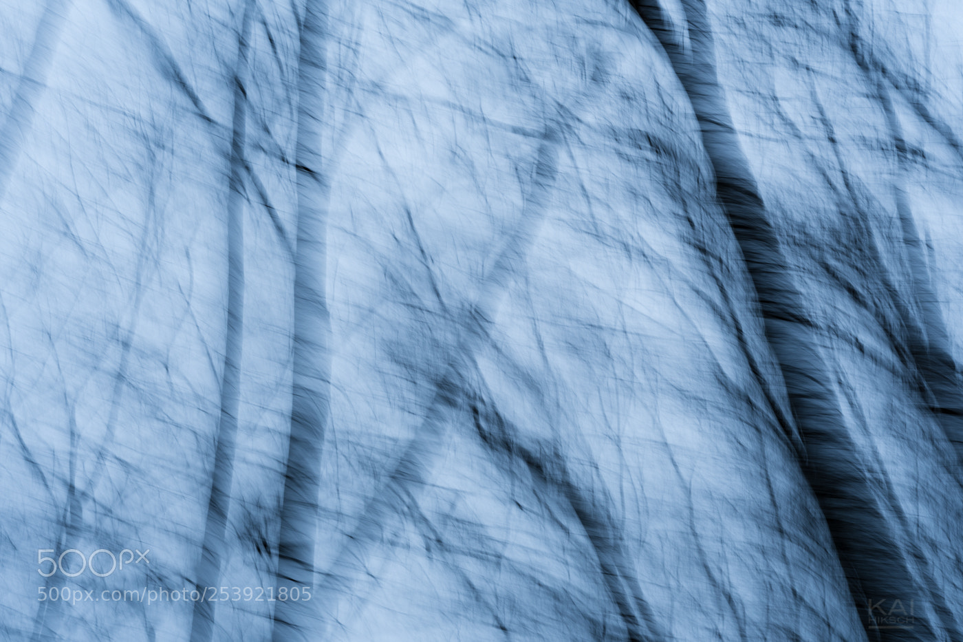 Nikon D500 sample photo. Parchment forest photography
