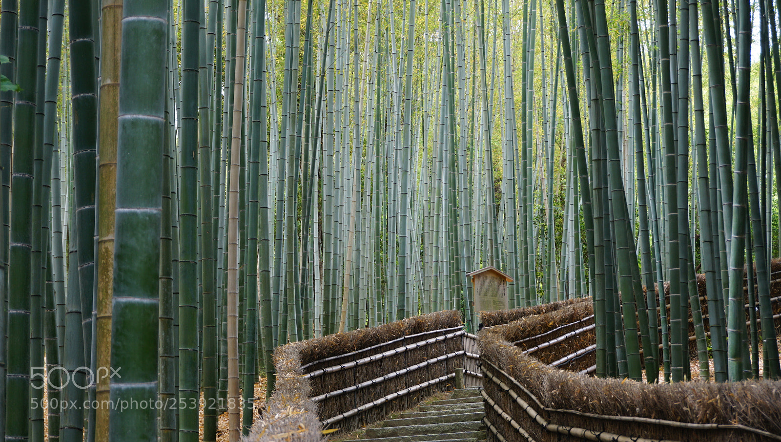 Sony a5100 sample photo. Dsc photography