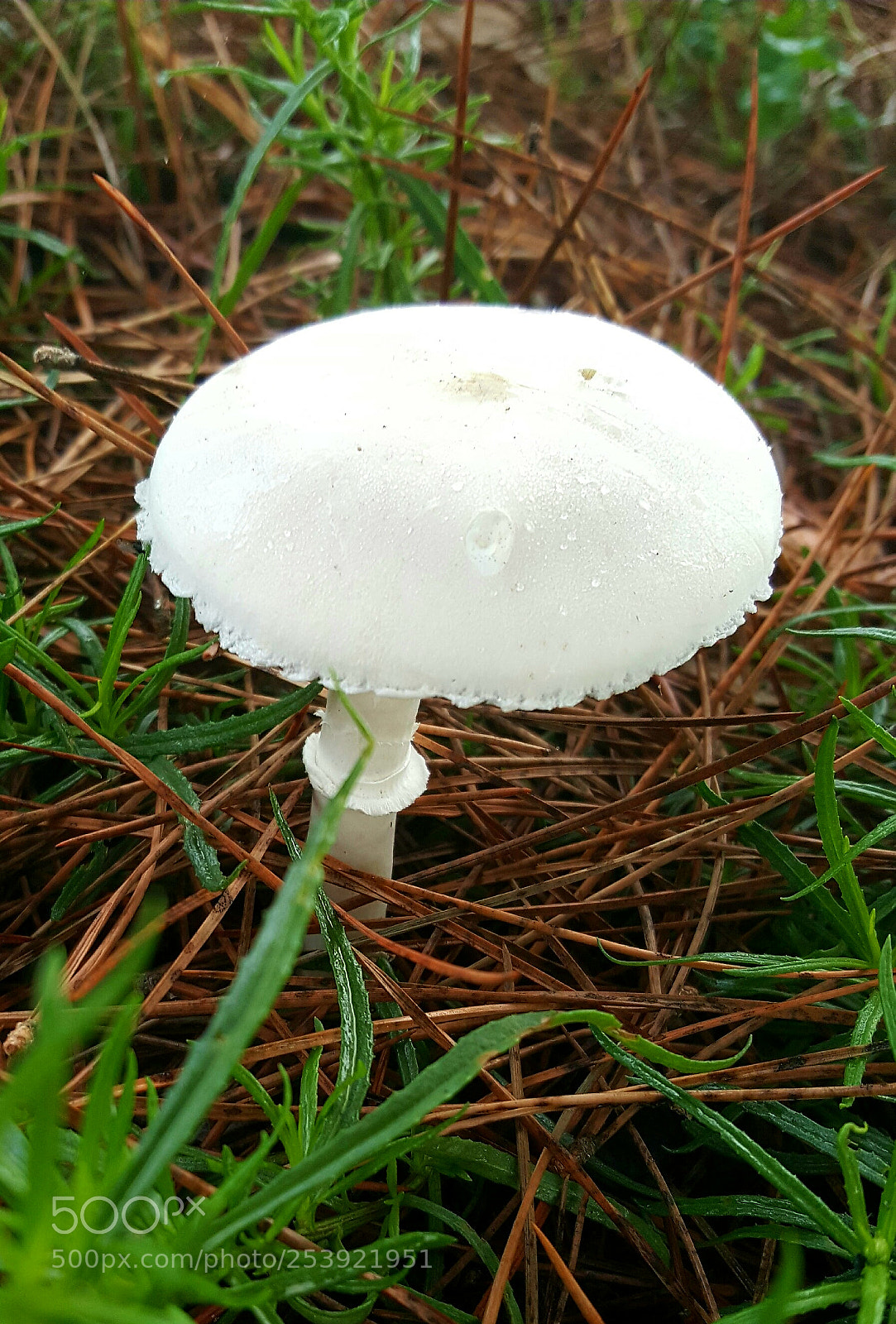 Samsung Galaxy S6 sample photo. Untitled photography