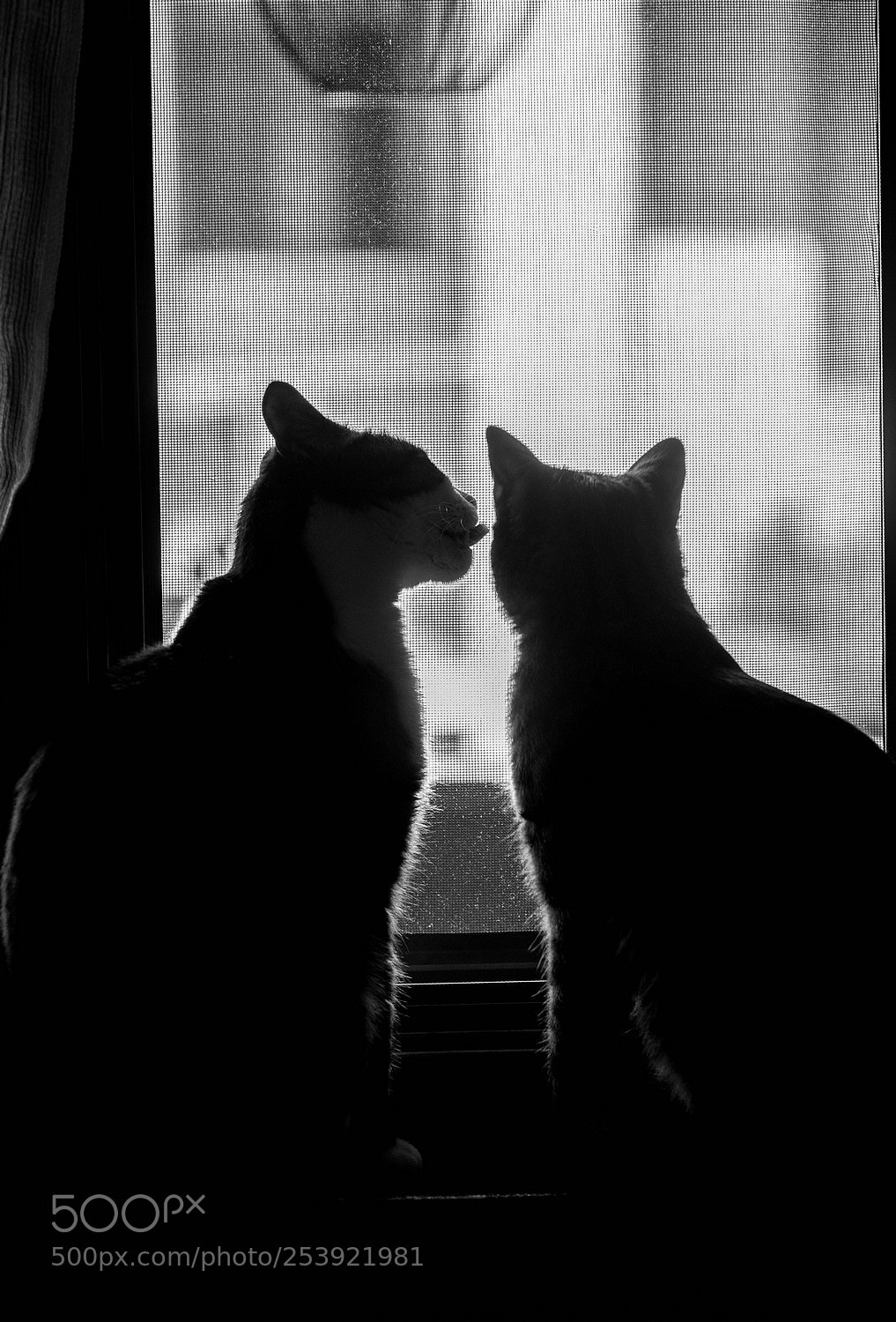 Canon EOS 5D Mark IV sample photo. Friends (nietzsche & kierke) photography