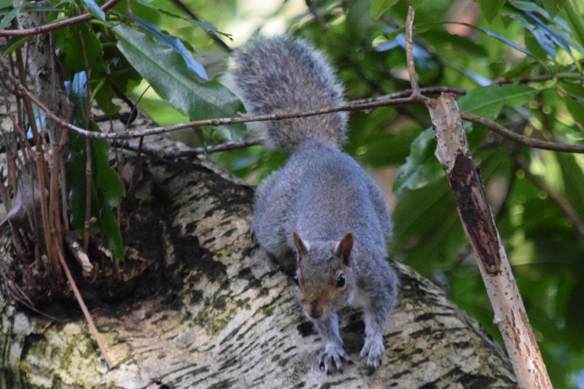 Nikon D5300 sample photo. () photography