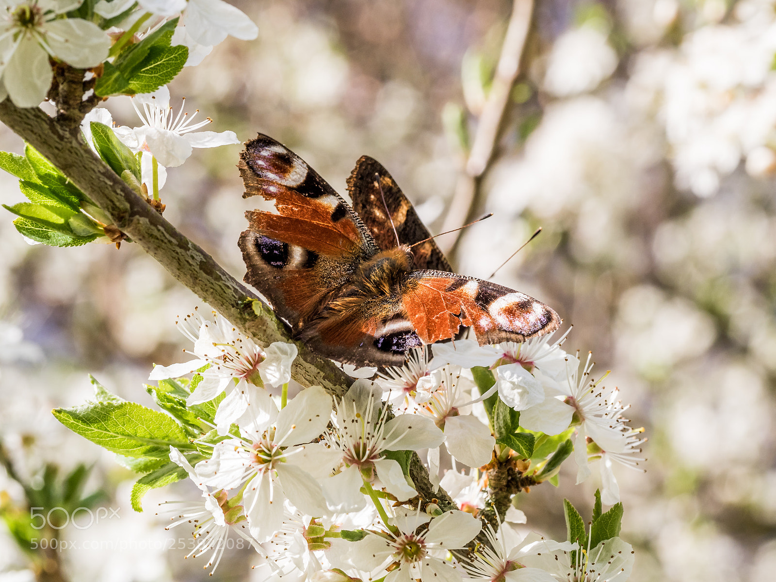 Olympus OM-D E-M1 sample photo. Butterfly on a apple photography