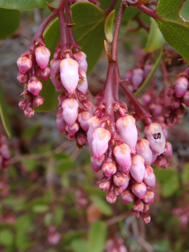 Sony DSC-T200 sample photo. Bright spring buds photography
