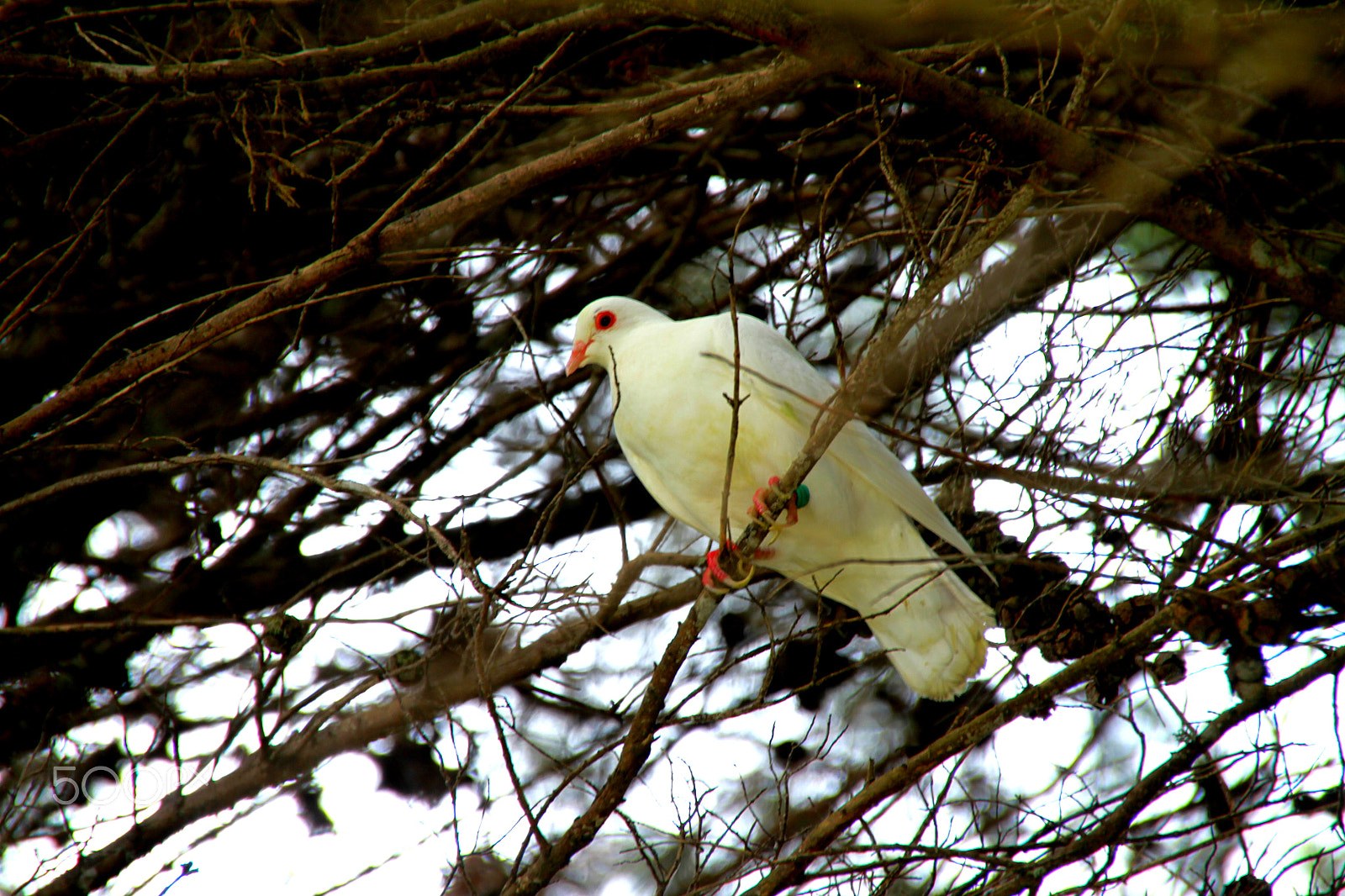 Canon EOS 7D + Sigma 18-250mm F3.5-6.3 DC OS HSM sample photo. White pigeon photography