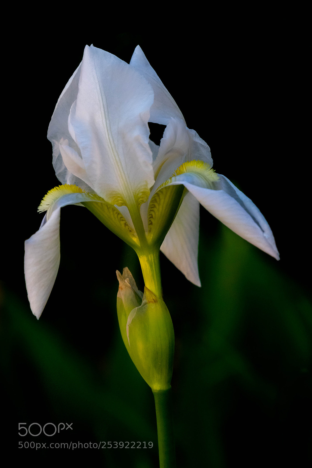 Nikon D3300 sample photo. Simple-2 photography