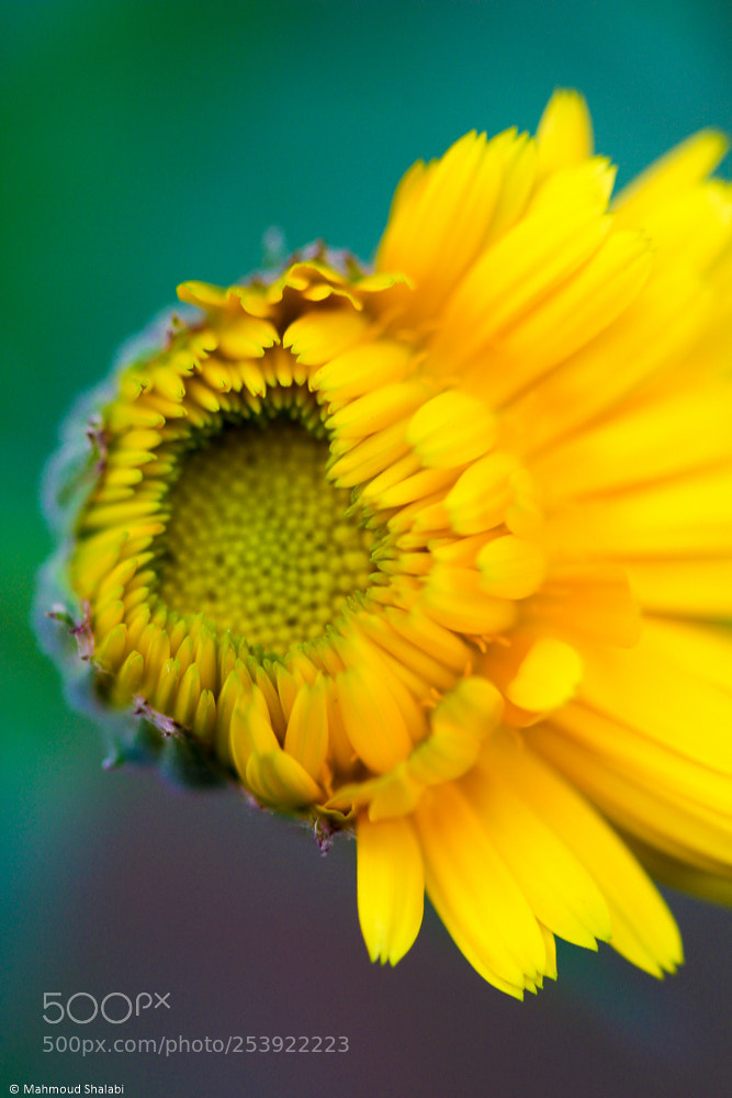 Canon EOS 70D sample photo. Vibrant daisy photography
