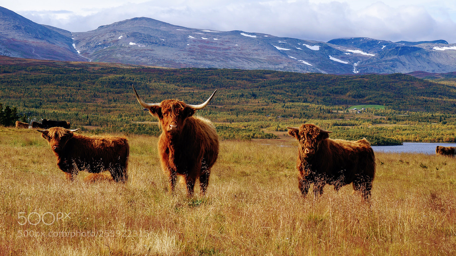 Sony Alpha NEX-6 sample photo. Cows photography