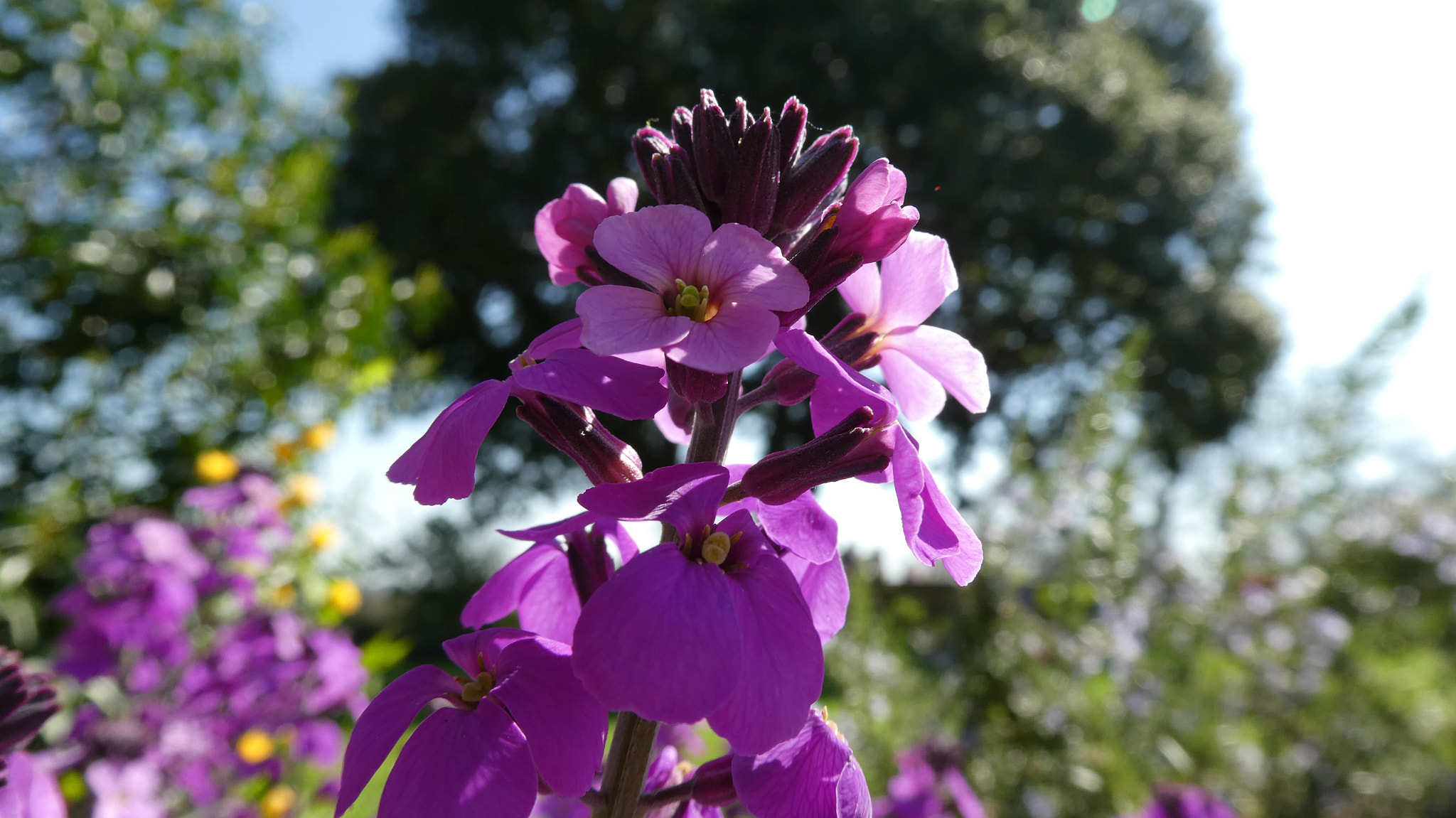 Panasonic Lumix DMC-ZS60 (Lumix DMC-TZ80) sample photo. Flowers... photography