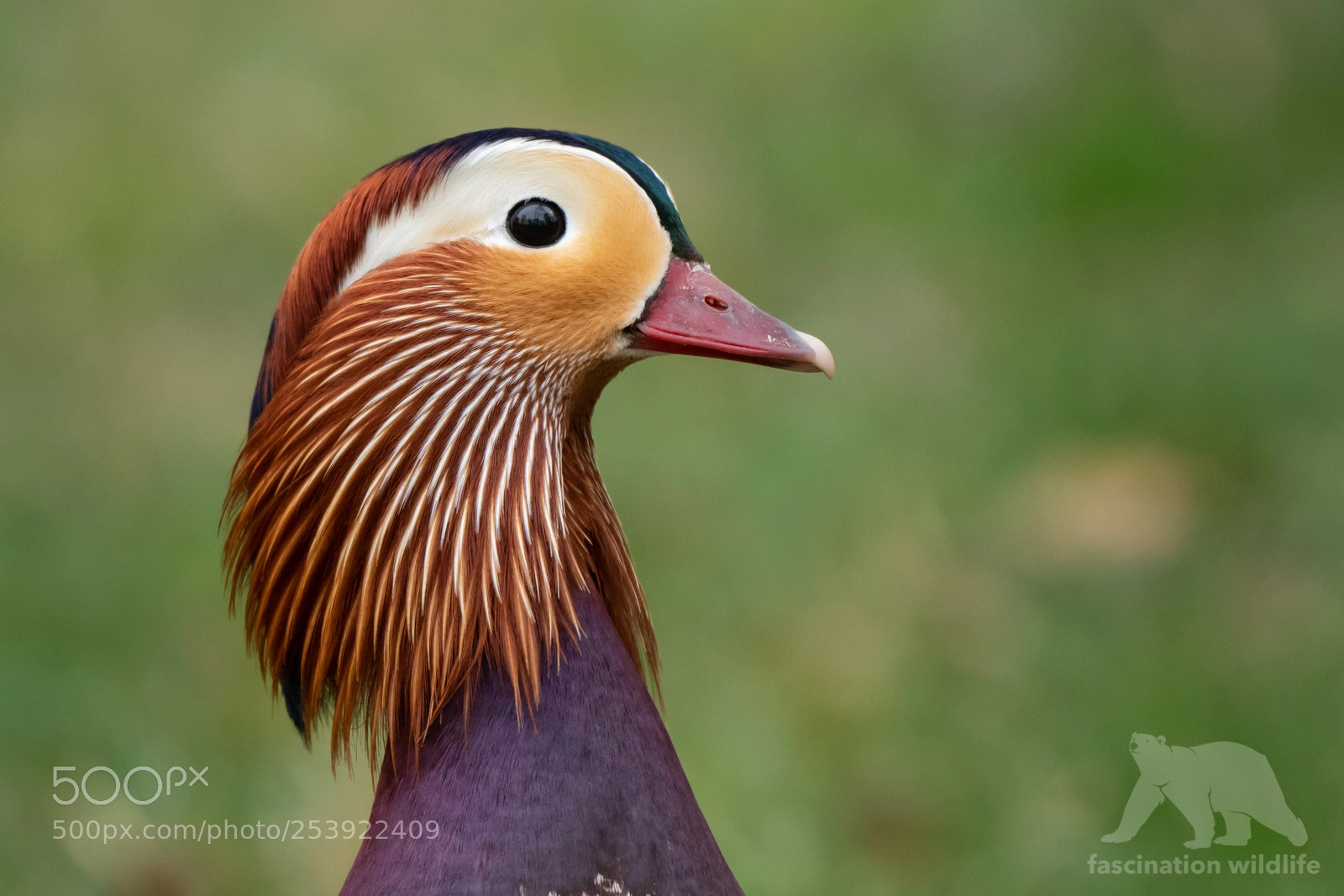 Nikon D850 sample photo. Mandarin duck portrait photography