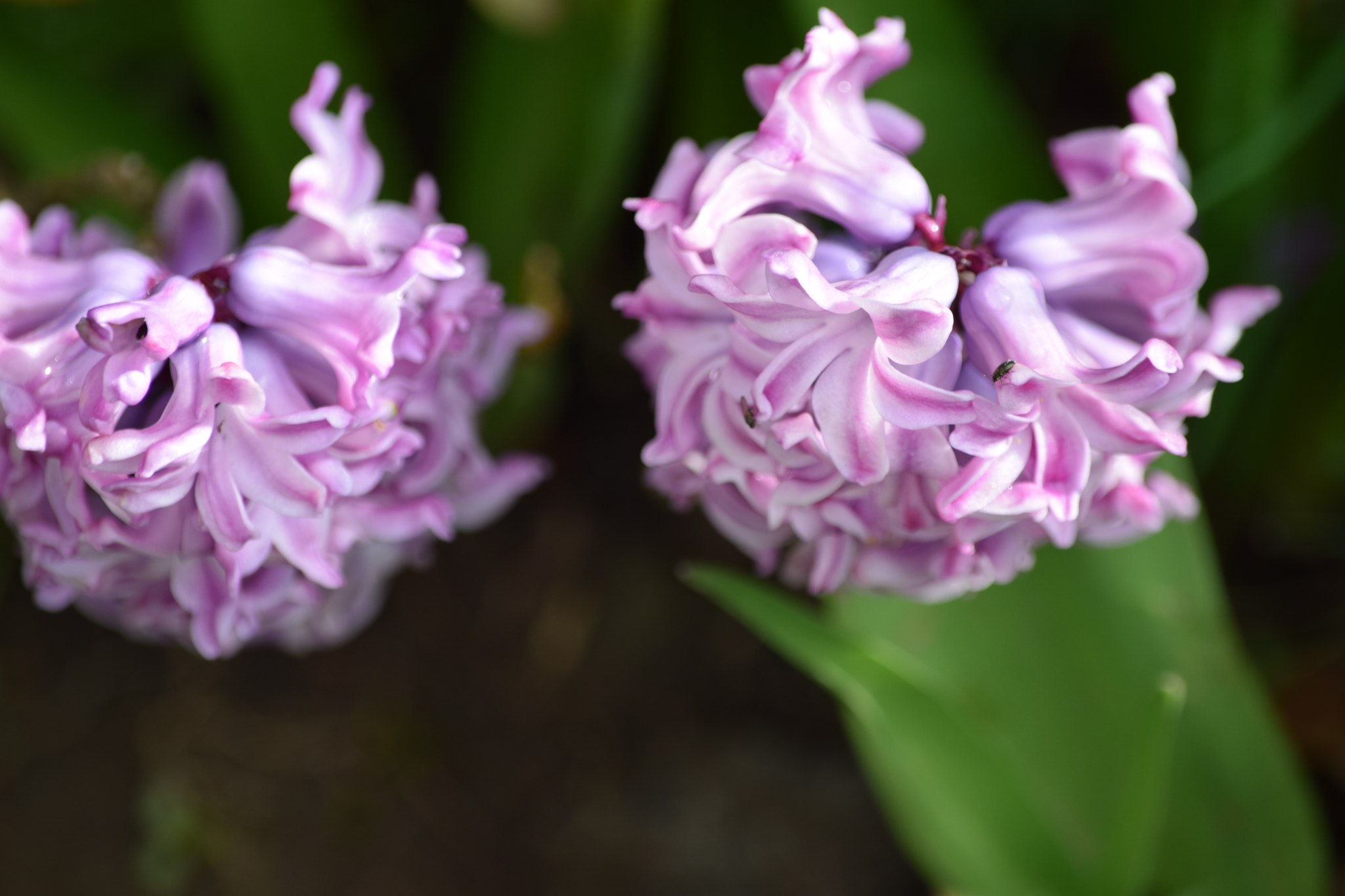 Nikon D5300 sample photo. Dsc photography