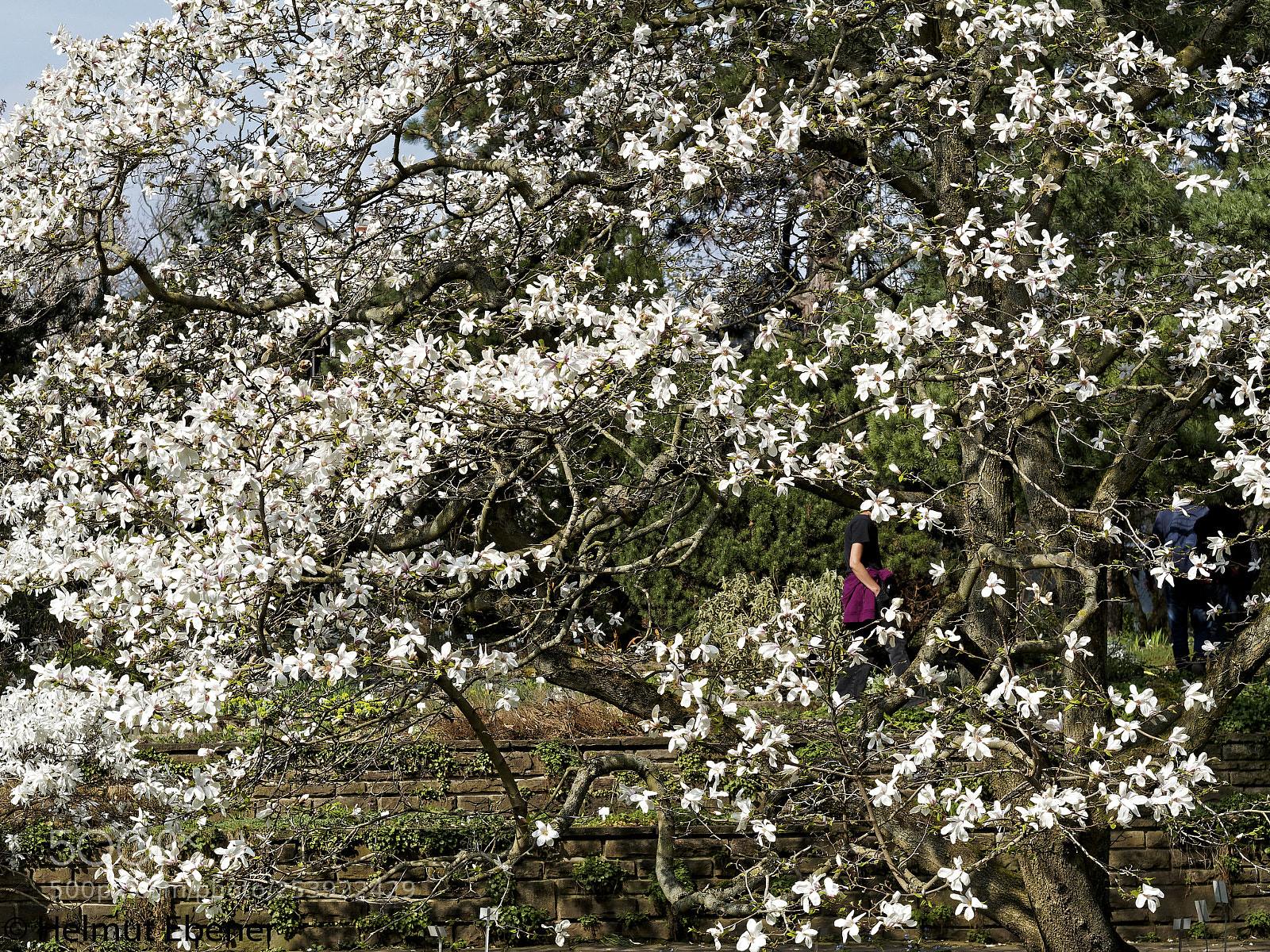 Olympus OM-D E-M5 sample photo. Bs, botanischer garten der photography