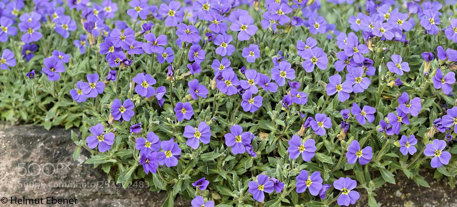 Olympus OM-D E-M5 sample photo. Bs, botanischer garten der photography