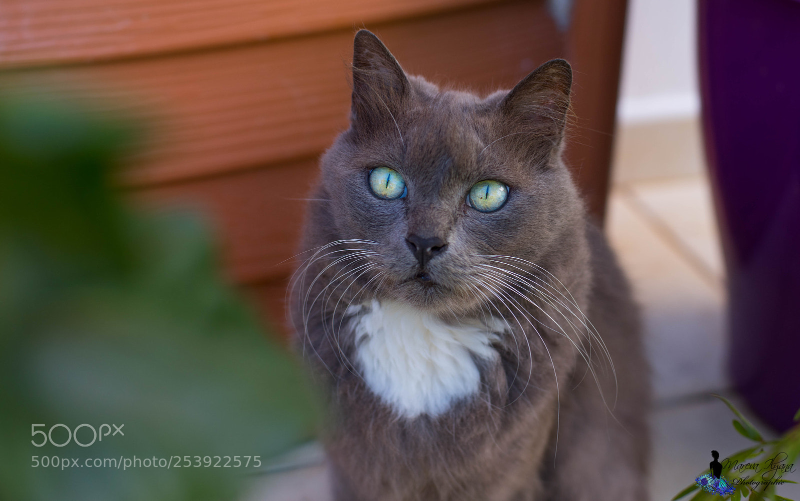 Nikon D810 sample photo. Miaou photography