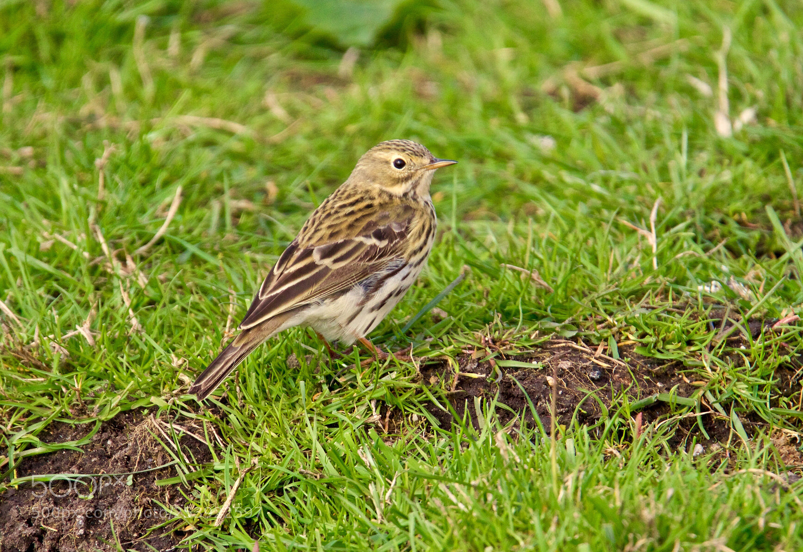 Canon EOS 7D Mark II sample photo. Meadow pipit - graspieper  photography
