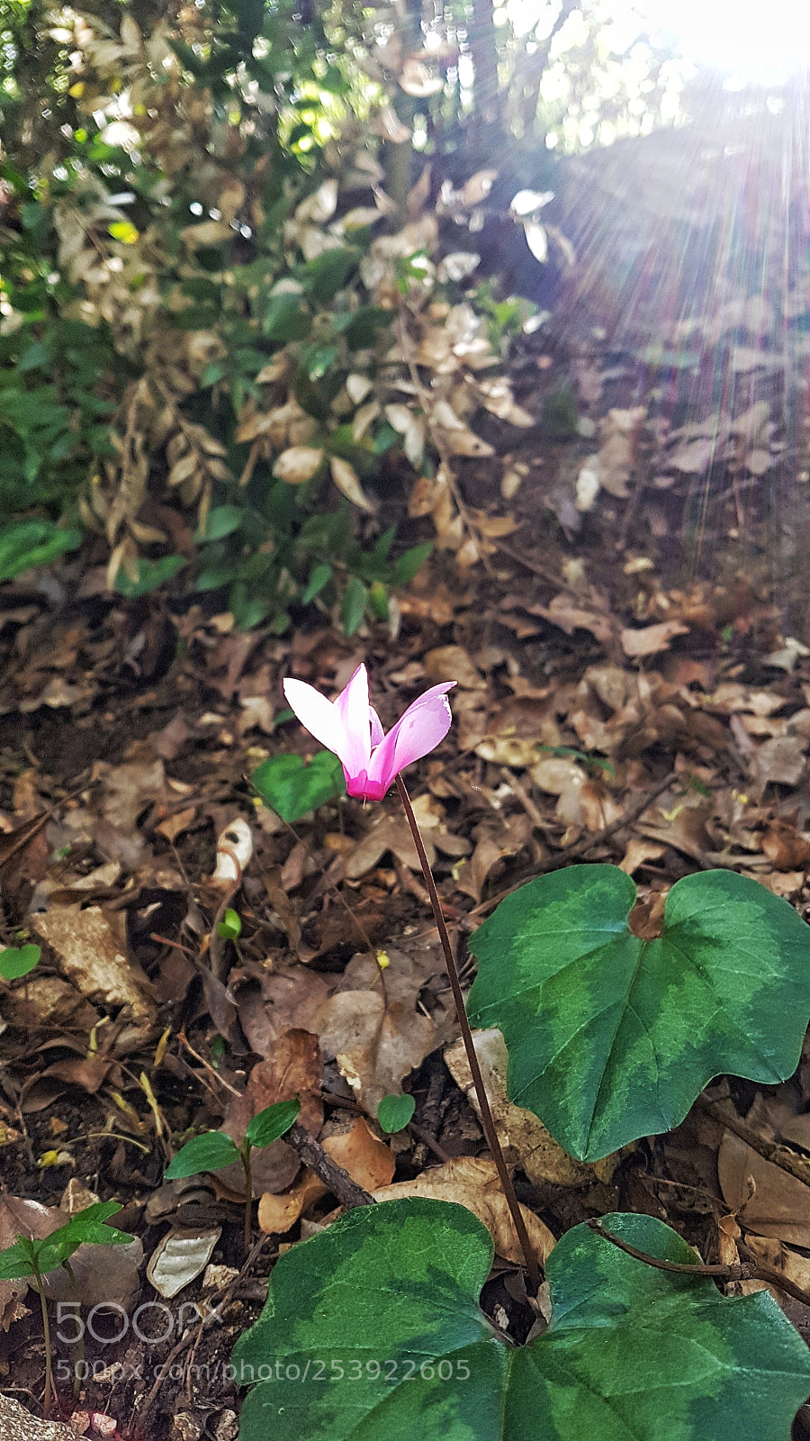 Samsung Galaxy S7 Edge sample photo. Untitled photography