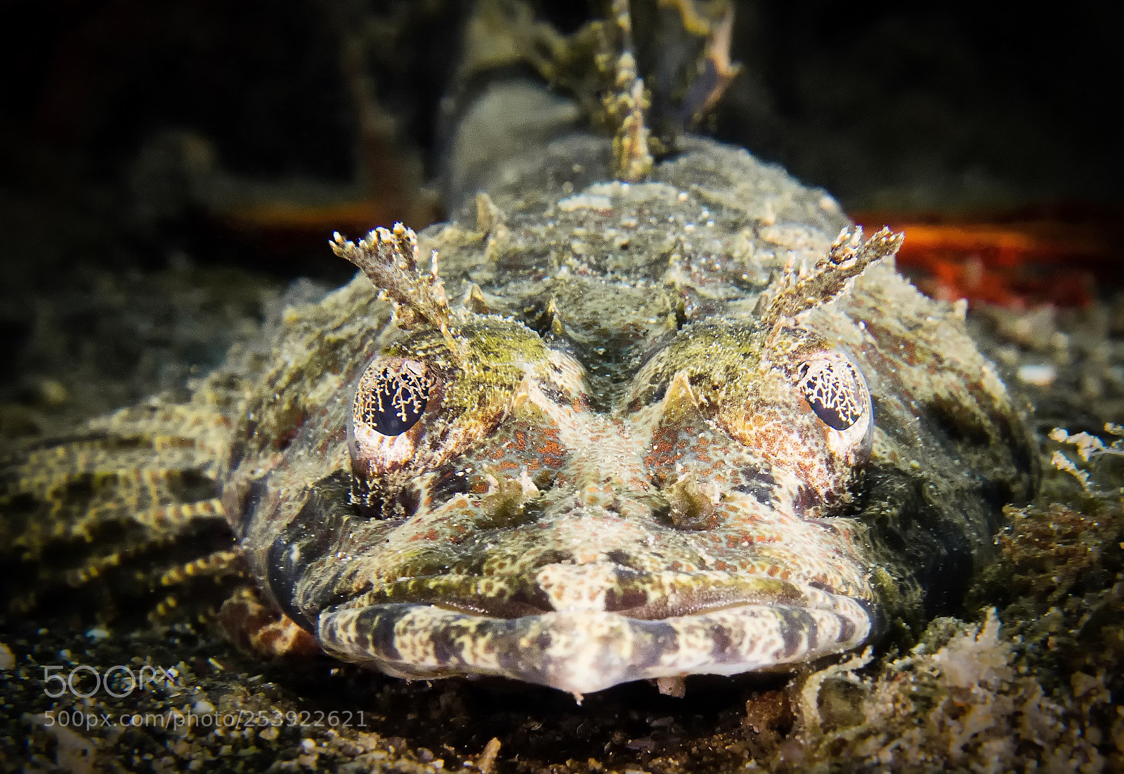 Olympus OM-D E-M1 sample photo. Krokodilfisch photography