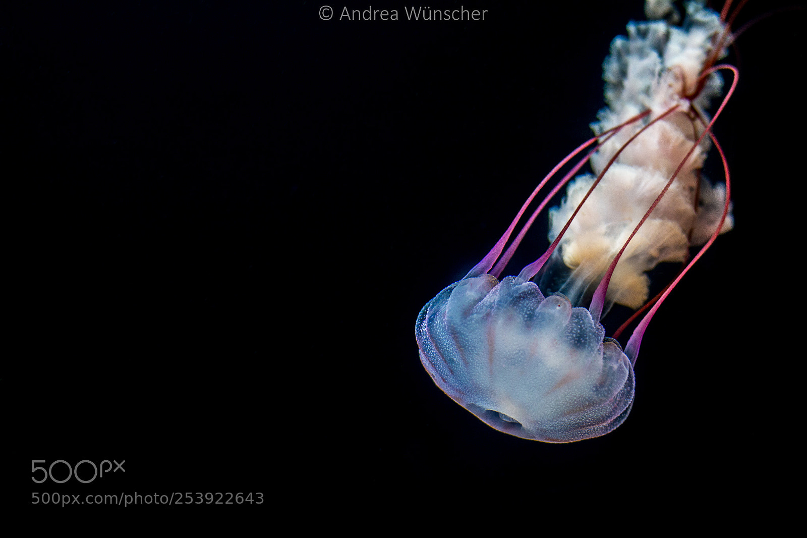 Canon EOS 700D (EOS Rebel T5i / EOS Kiss X7i) sample photo. Jellyfish photography