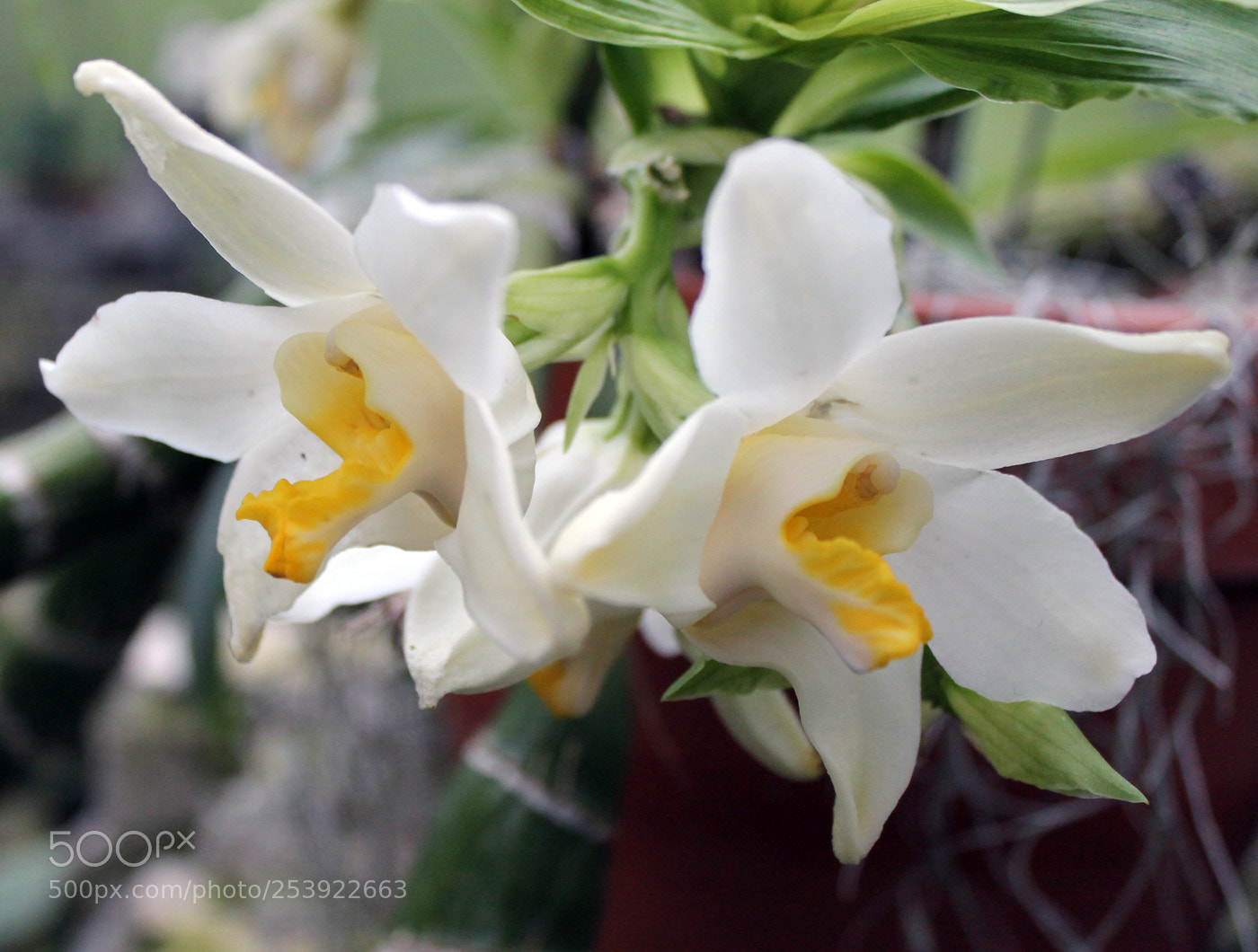Canon EOS 1100D (EOS Rebel T3 / EOS Kiss X50) sample photo. Img photography