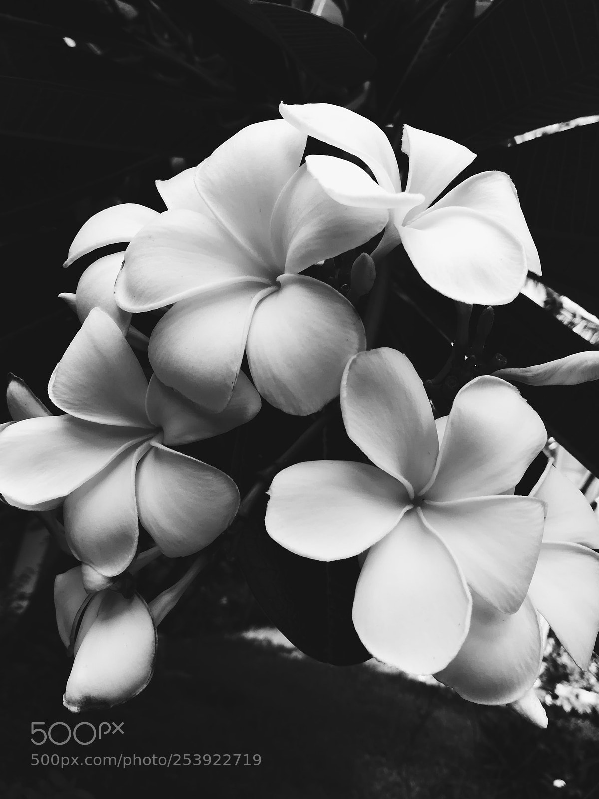 HUAWEI honor 6x sample photo. Pumeria photography
