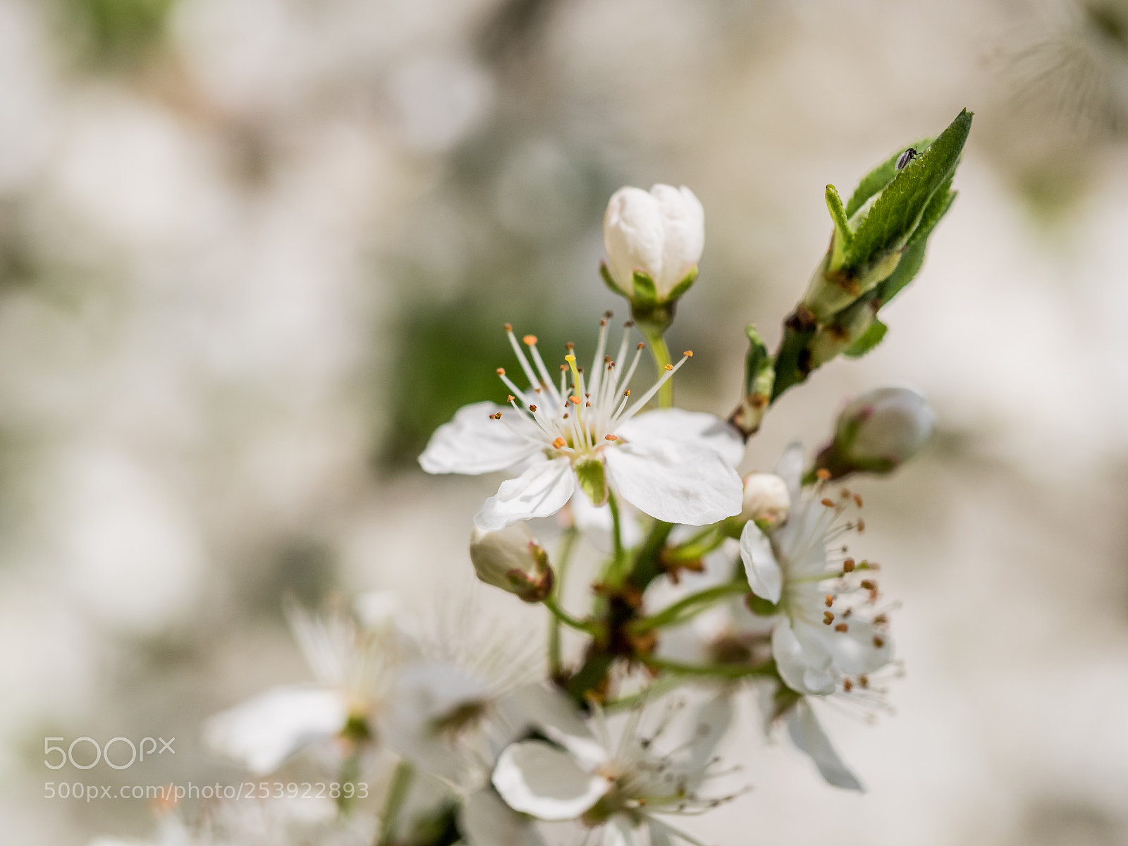 Olympus OM-D E-M1 sample photo. Apple tree photography