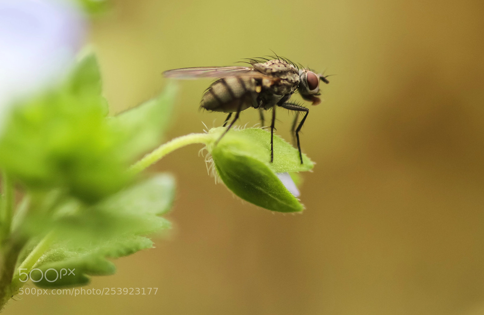 Canon EOS 7D sample photo. Macro photography