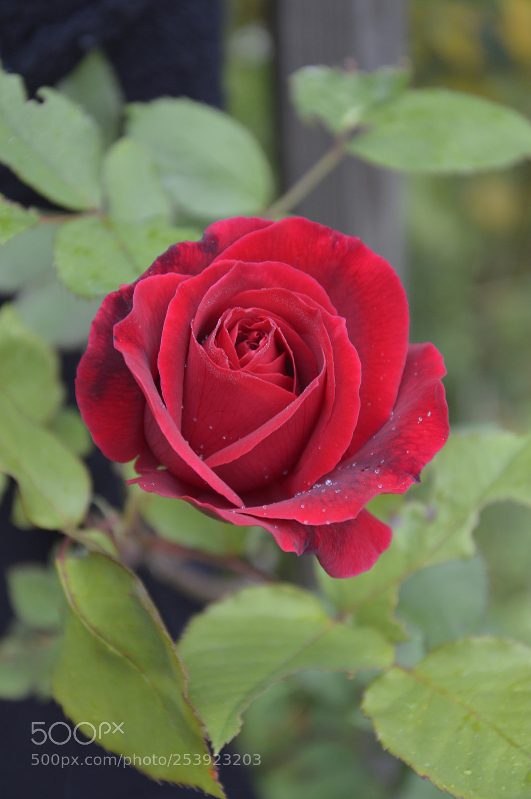 Nikon D3200 sample photo. Rose only guns photography