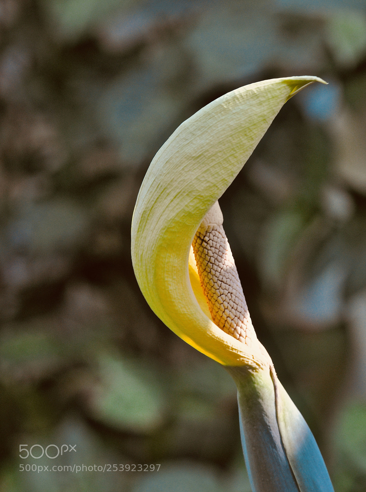 Nikon D90 sample photo. Wonderment photography