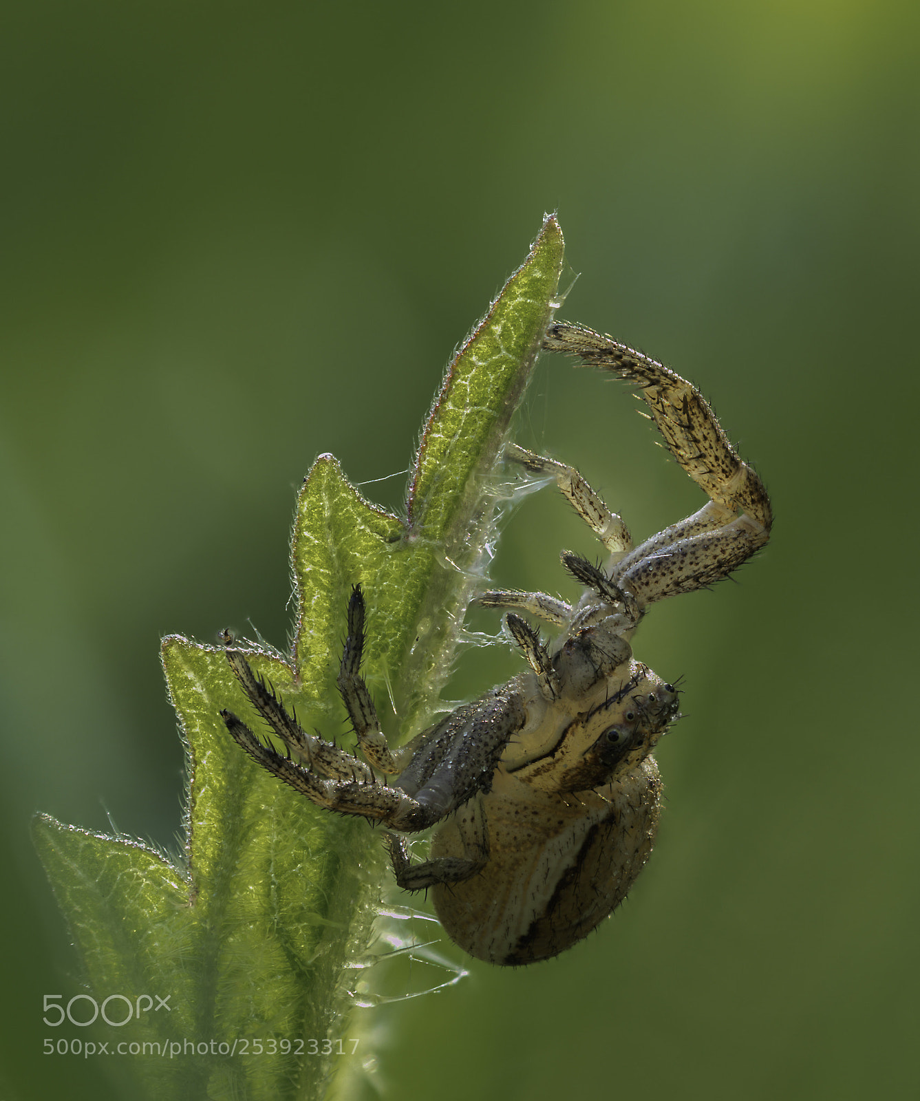 Olympus OM-D E-M1 Mark II sample photo. Thomisidae photography