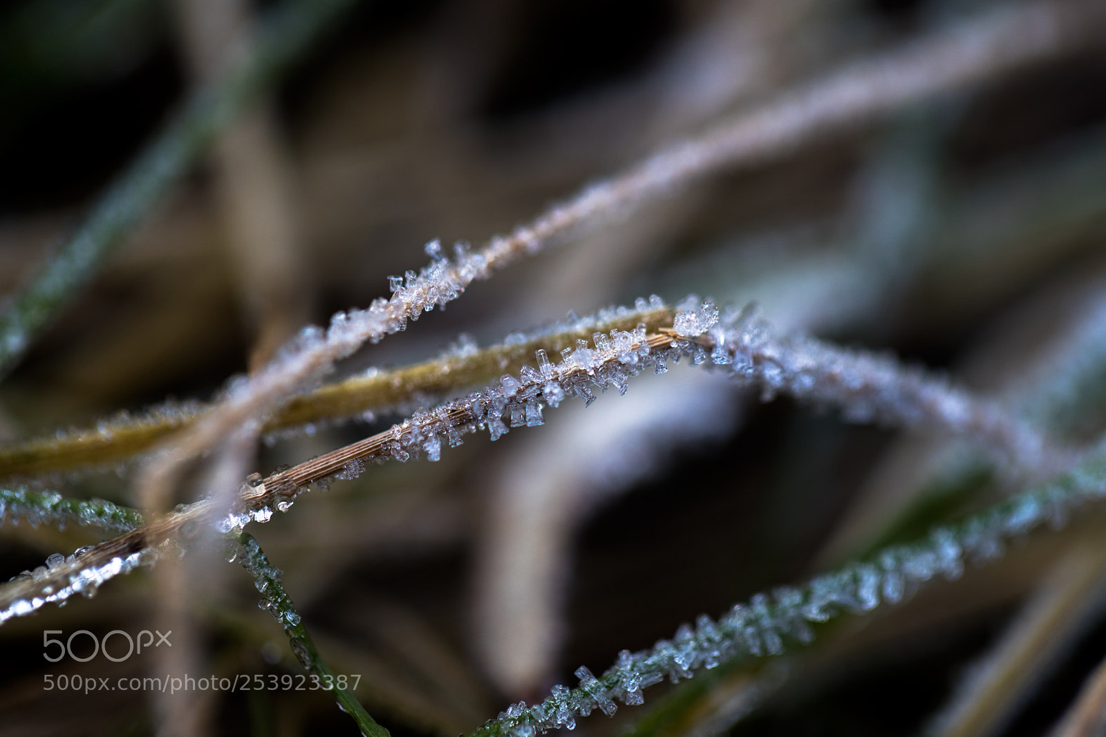 Canon EOS 6D Mark II sample photo. Ice crystals photography