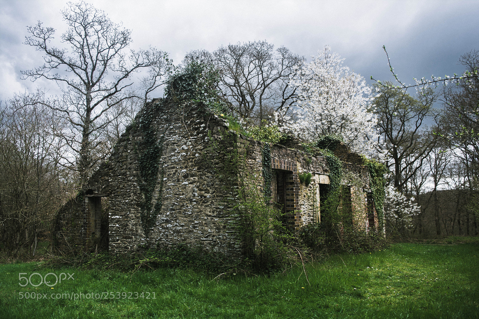 Nikon D5200 sample photo. Wild house photography