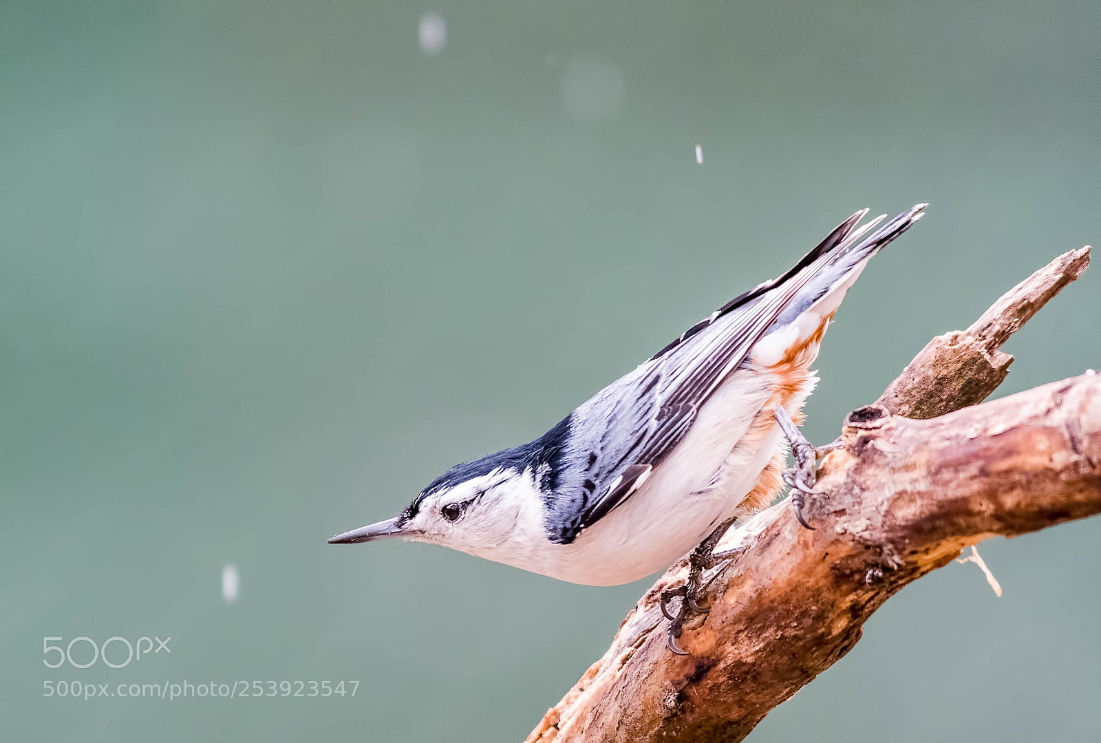 Nikon D500 sample photo. Searching for food in photography