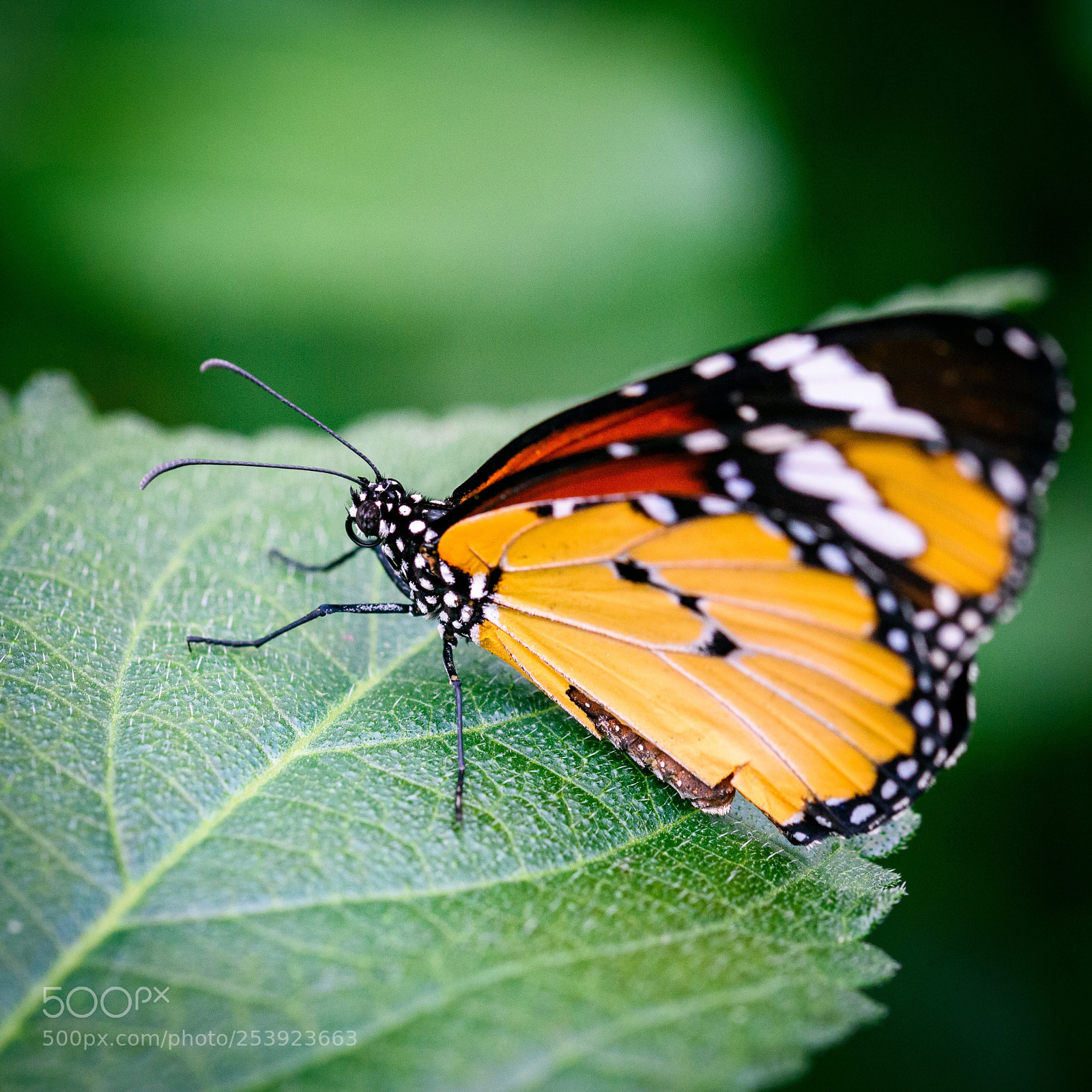 Nikon D810 sample photo. Untitled photography