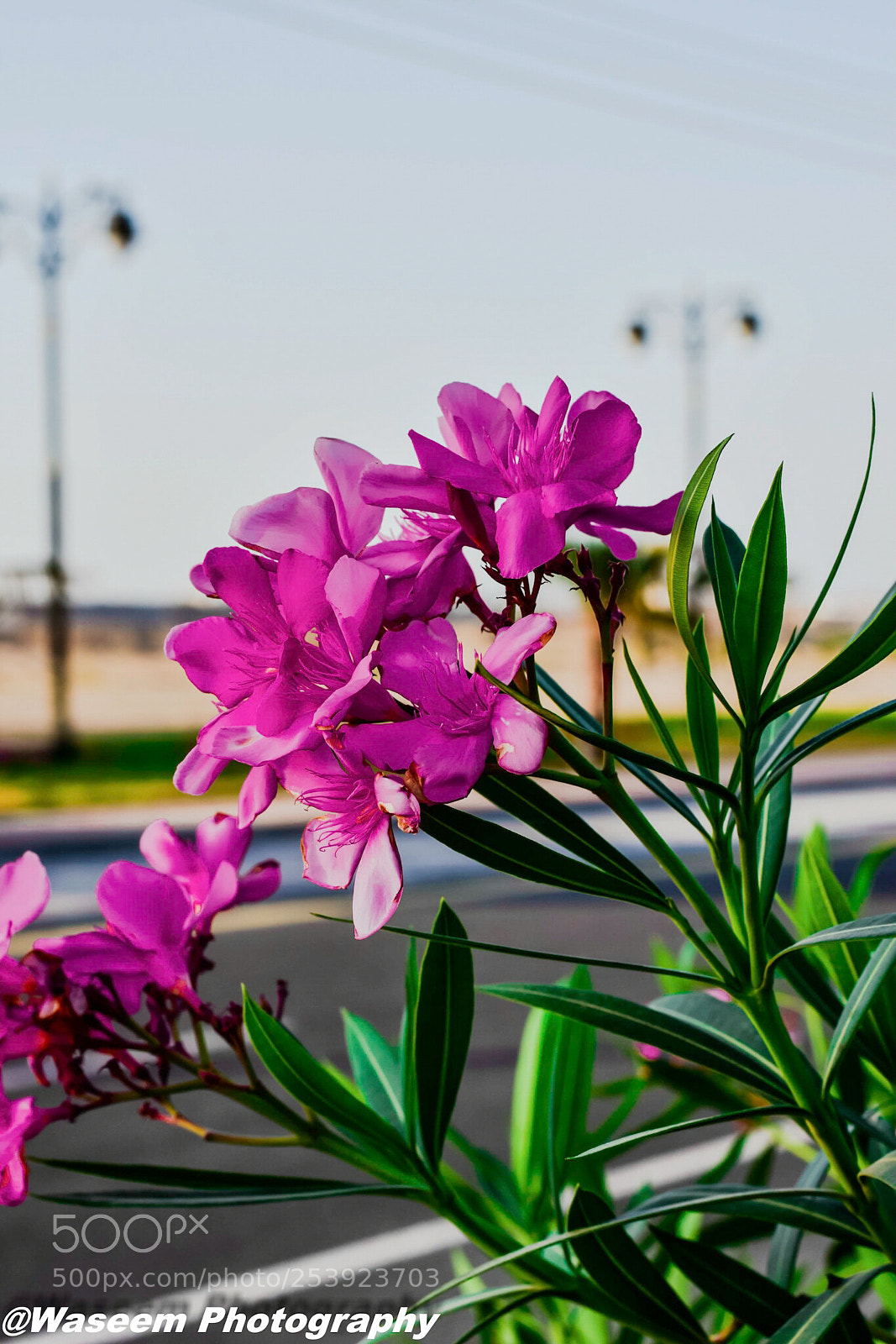 Nikon D7200 sample photo. Untitled photography