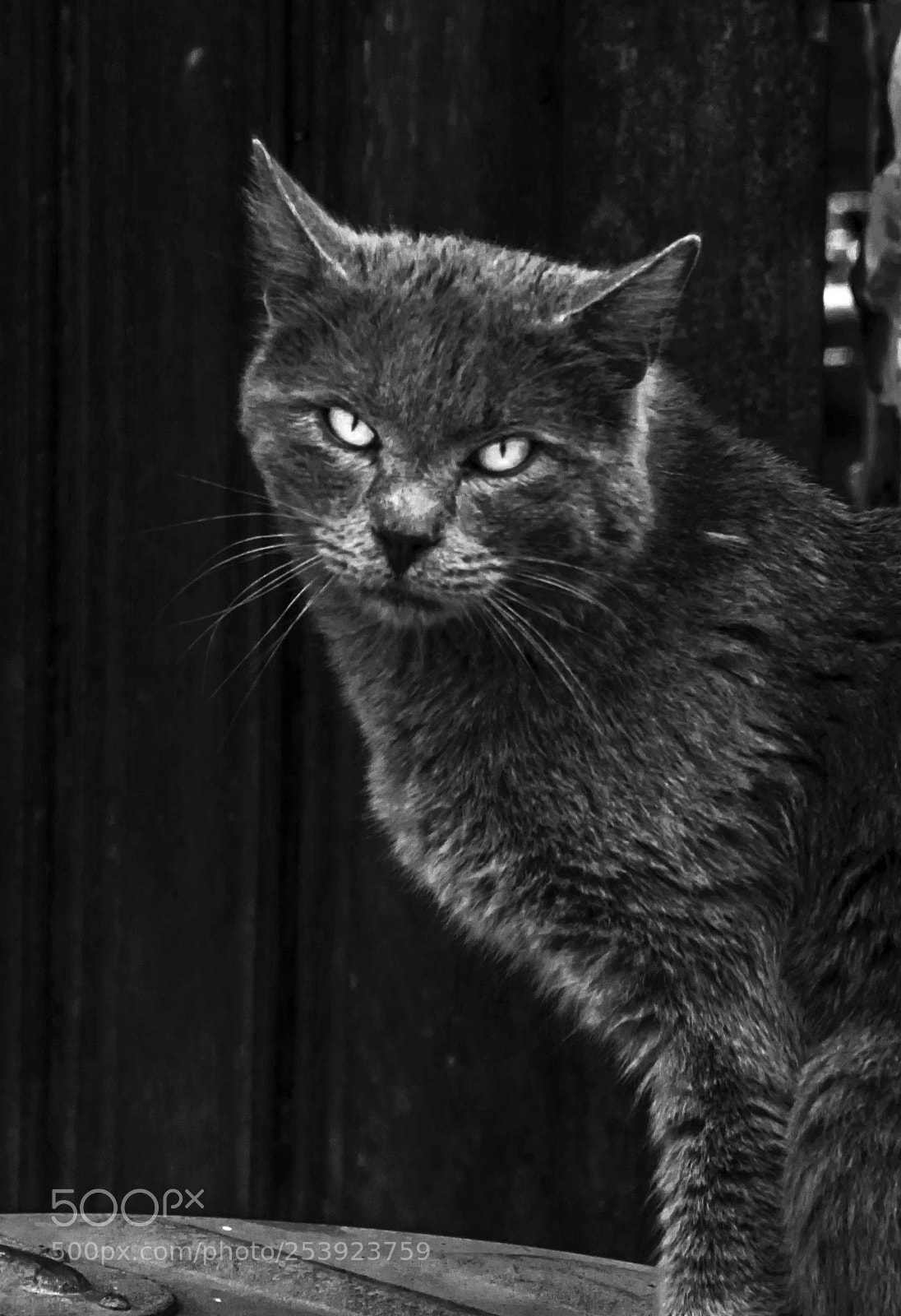 Nikon D7000 sample photo. Evil cat photography