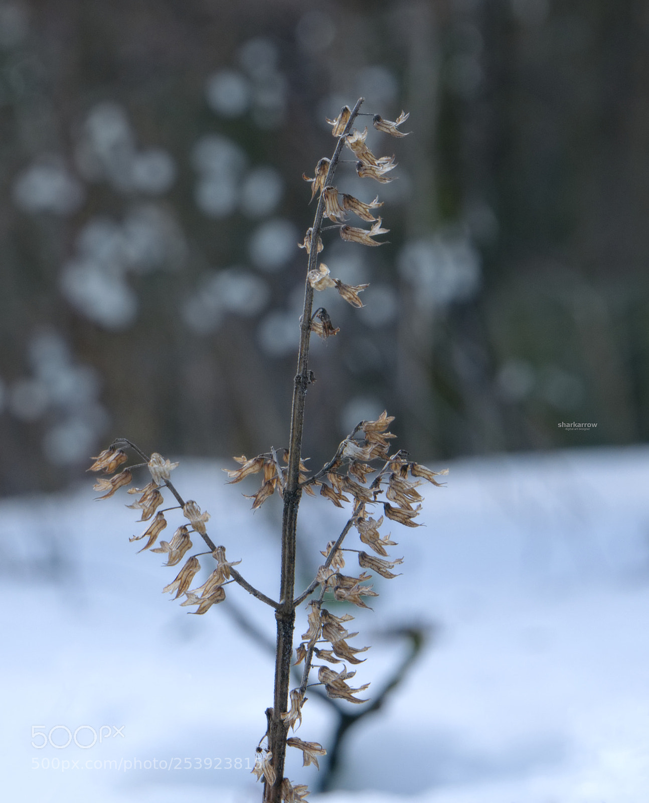 Panasonic Lumix DMC-G7 sample photo. Waiting for sun photography