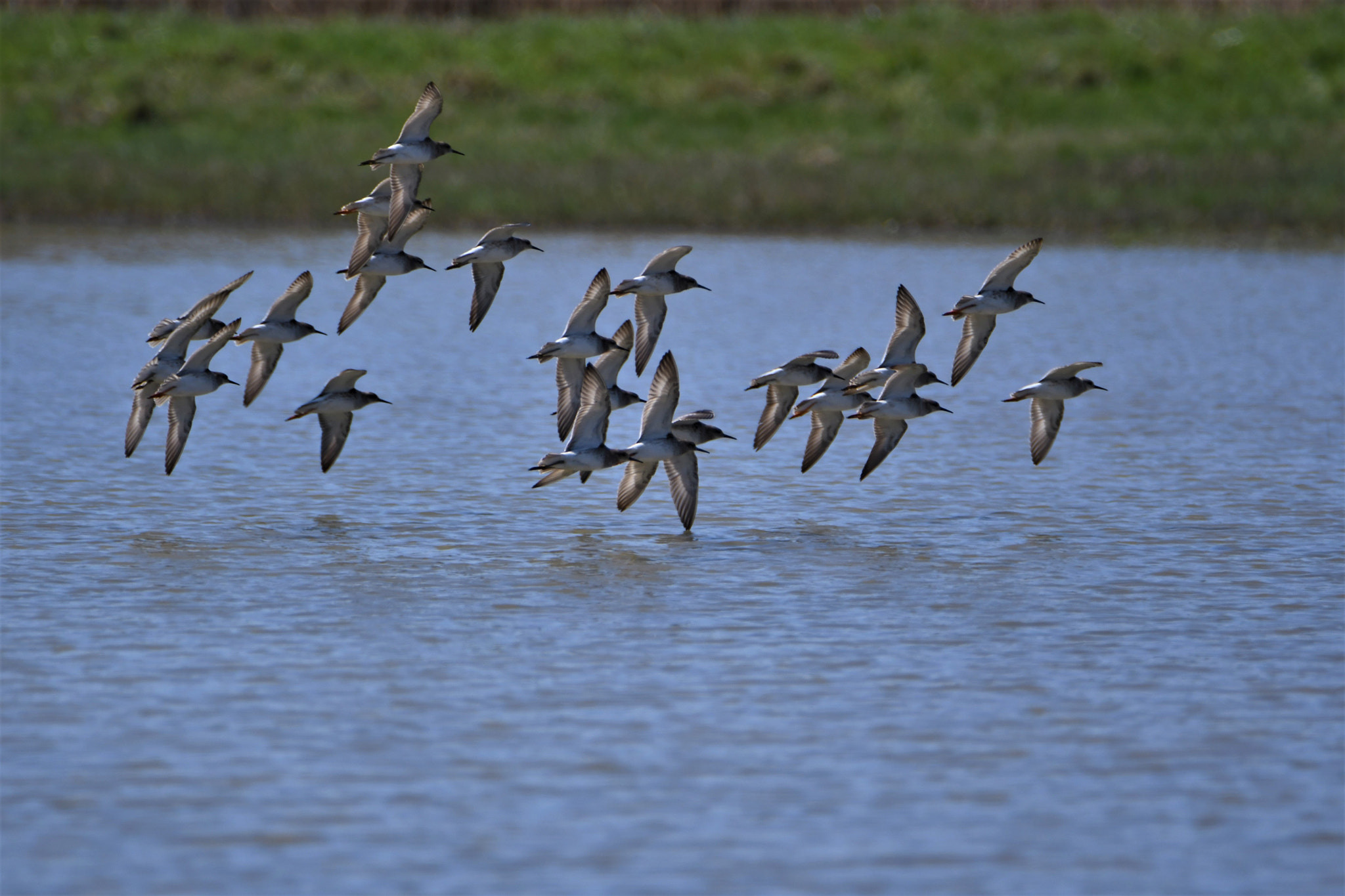 Nikon D7500 sample photo. Flying little ringed plovers photography