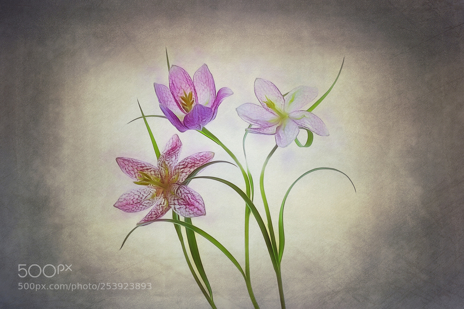 Canon EOS 5D Mark IV sample photo. Snake's head fritillary photography