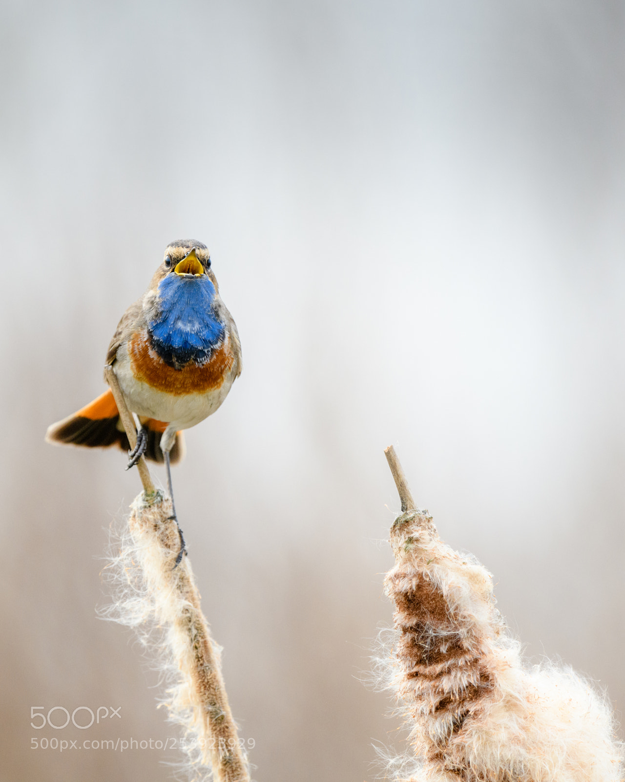 Nikon D850 sample photo. Bluethroat (luscinia svecica) photography
