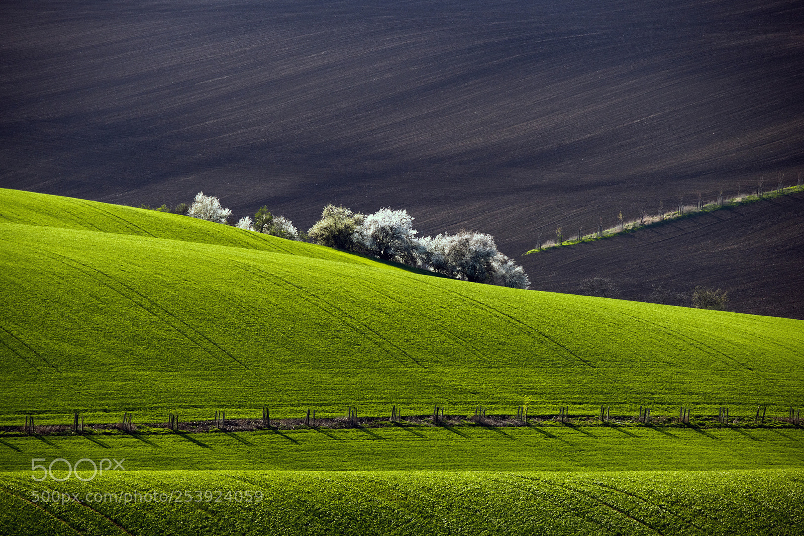 Nikon D850 sample photo. Spring photography