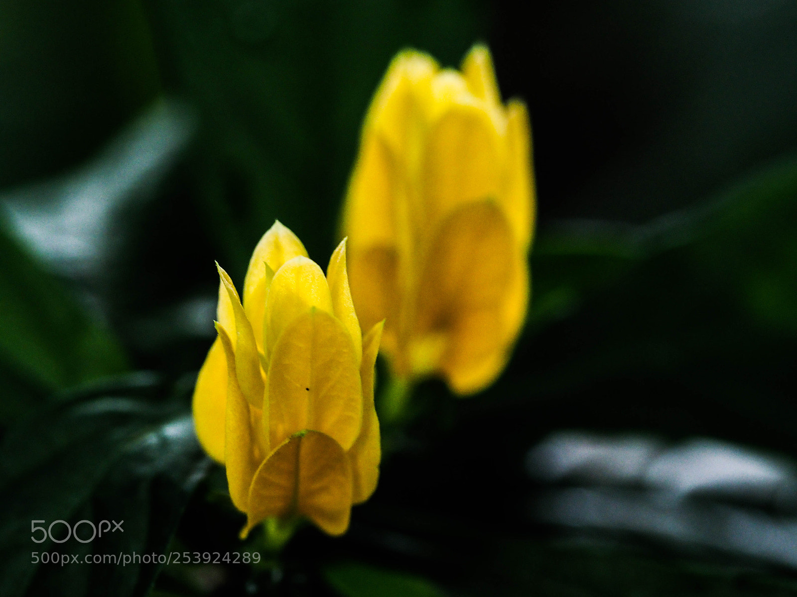 Olympus PEN-F sample photo. Ethereal yellow photography