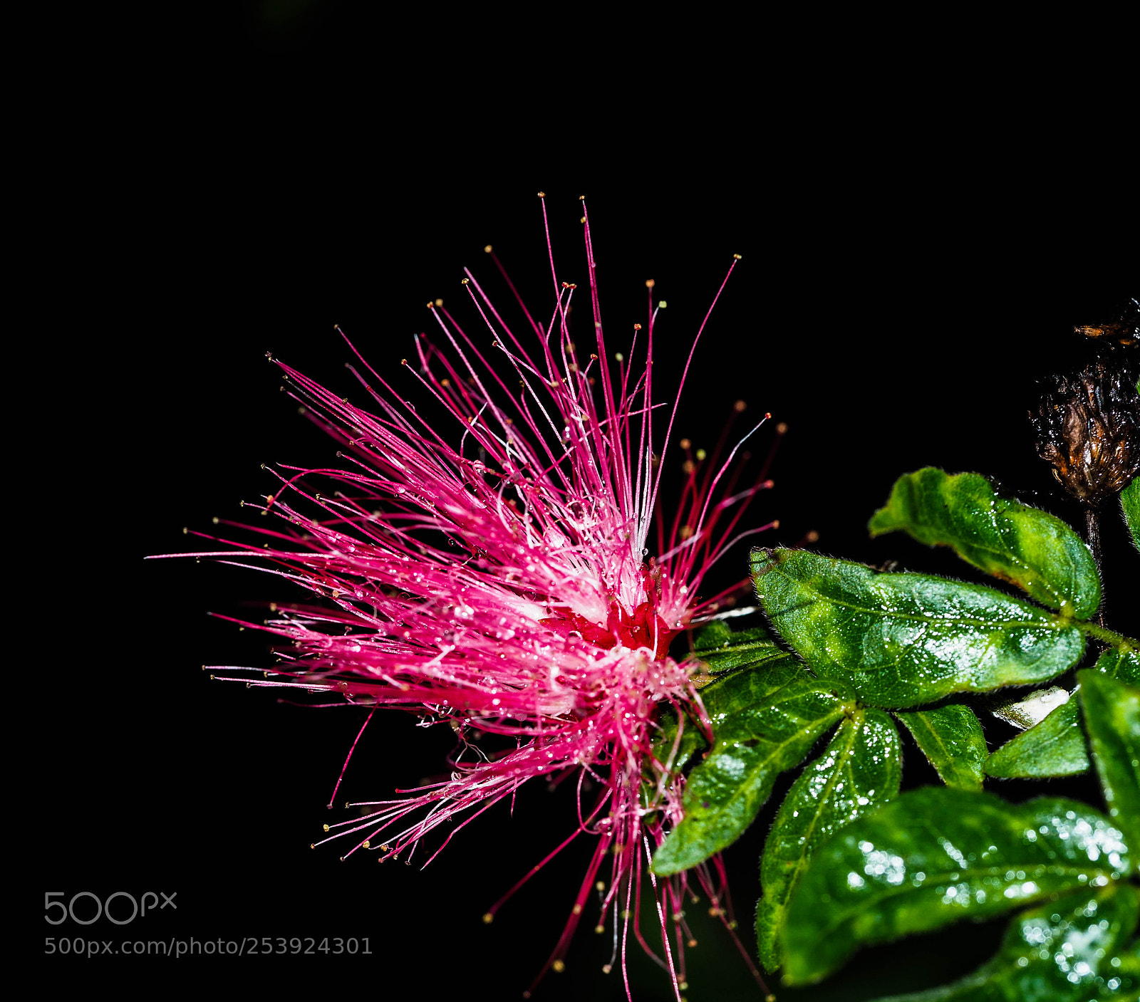 Olympus PEN-F sample photo. Spikey beauty photography