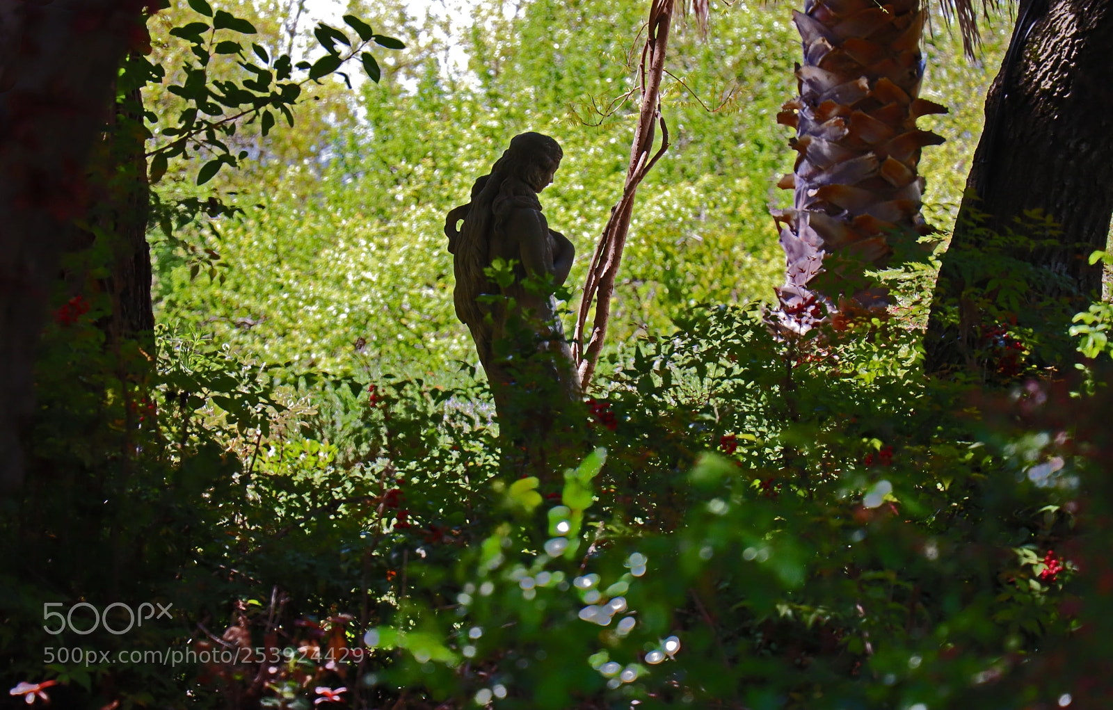 Canon EOS M50 (EOS Kiss M) sample photo. Garden silhouette photography